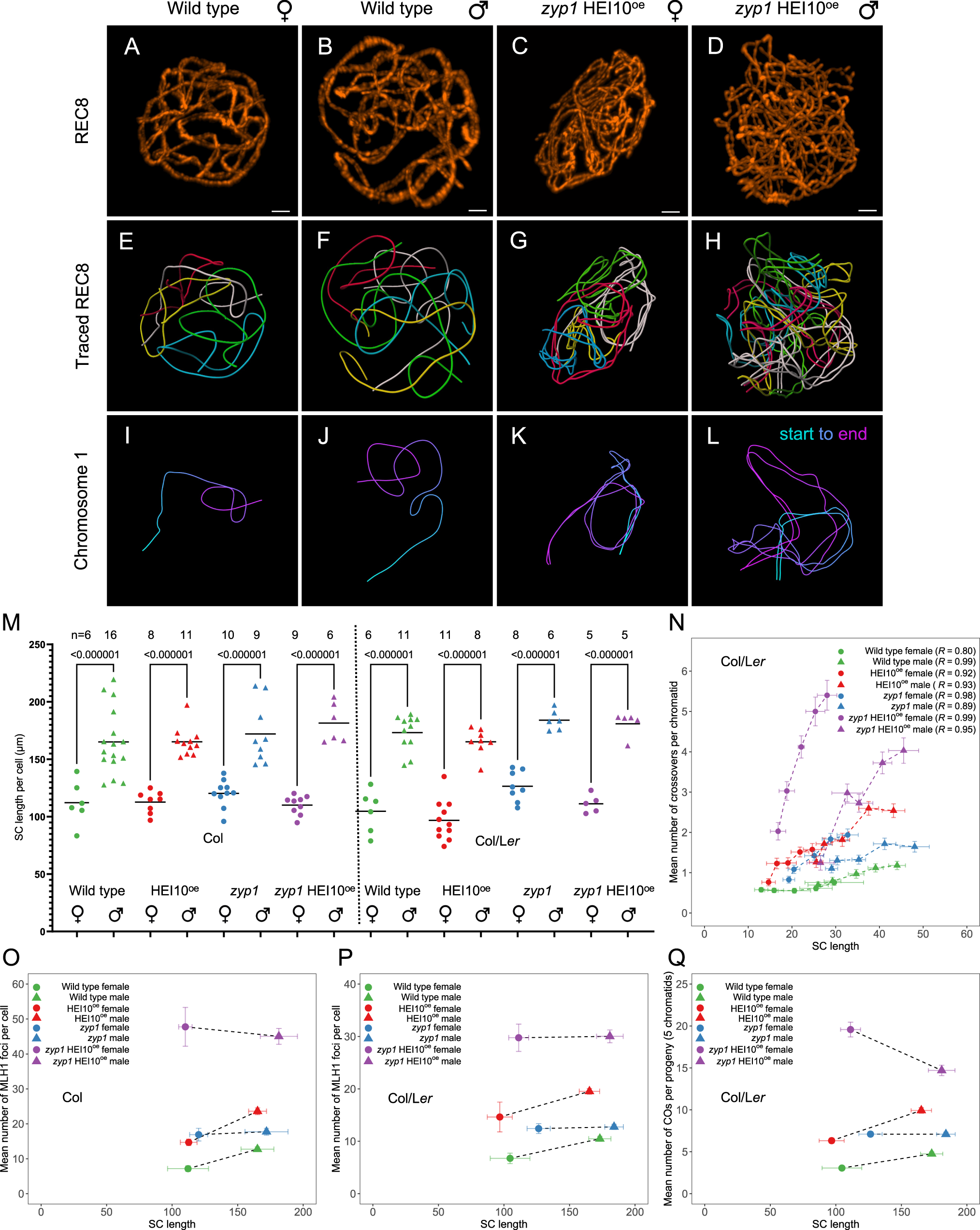 Fig. 4: Analysis of SC/axis lengths in female and male meiocytes.