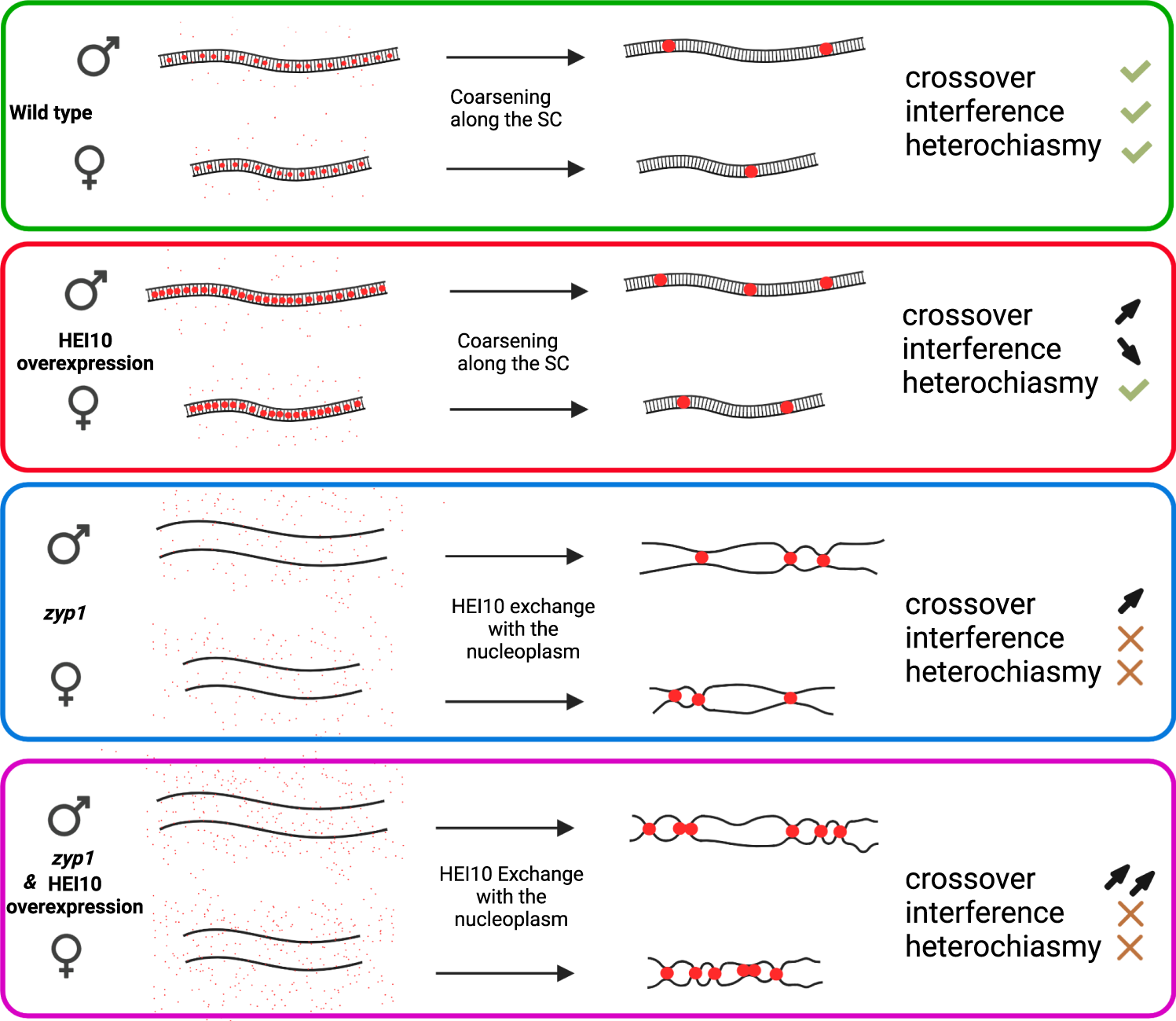 Fig. 5: Model of crossover patterning via HEI10 coarsening.