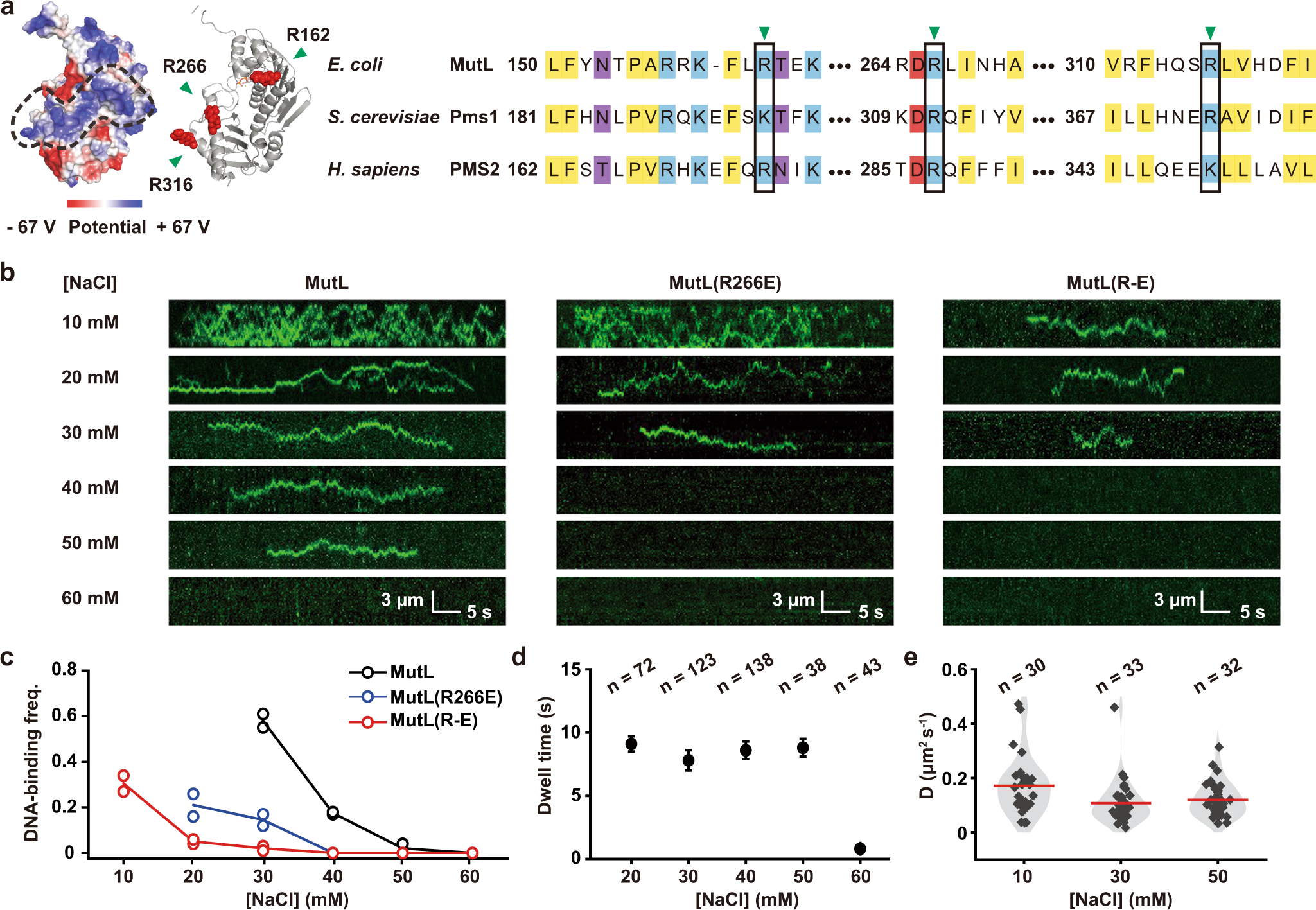 MutS functions as a clamp loader by positioning MutL on the DNA during  mismatch repair | Nature Communications