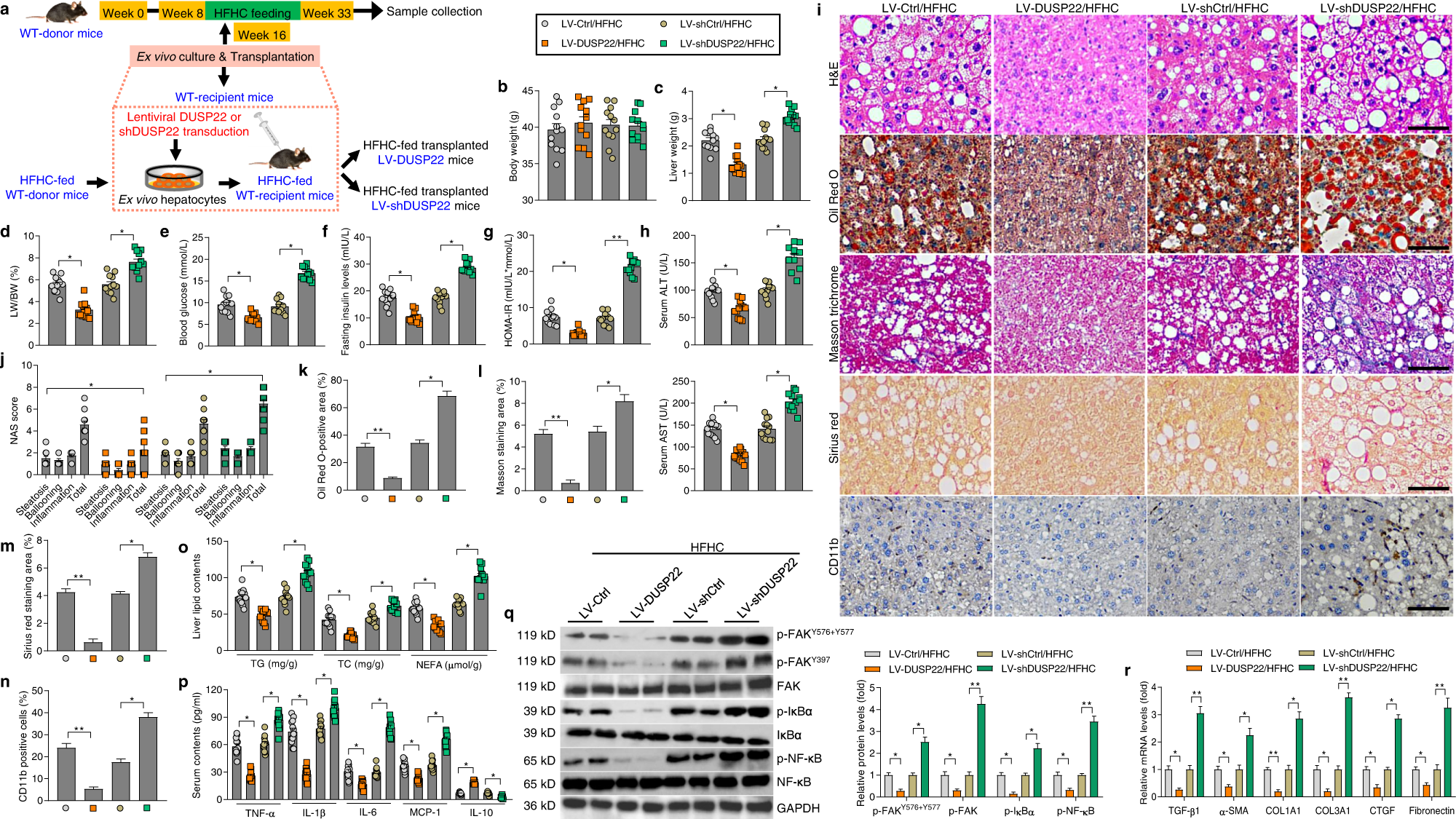 Fig. 7: DUSP22 protects against HFHC-induced NASH pathologies.