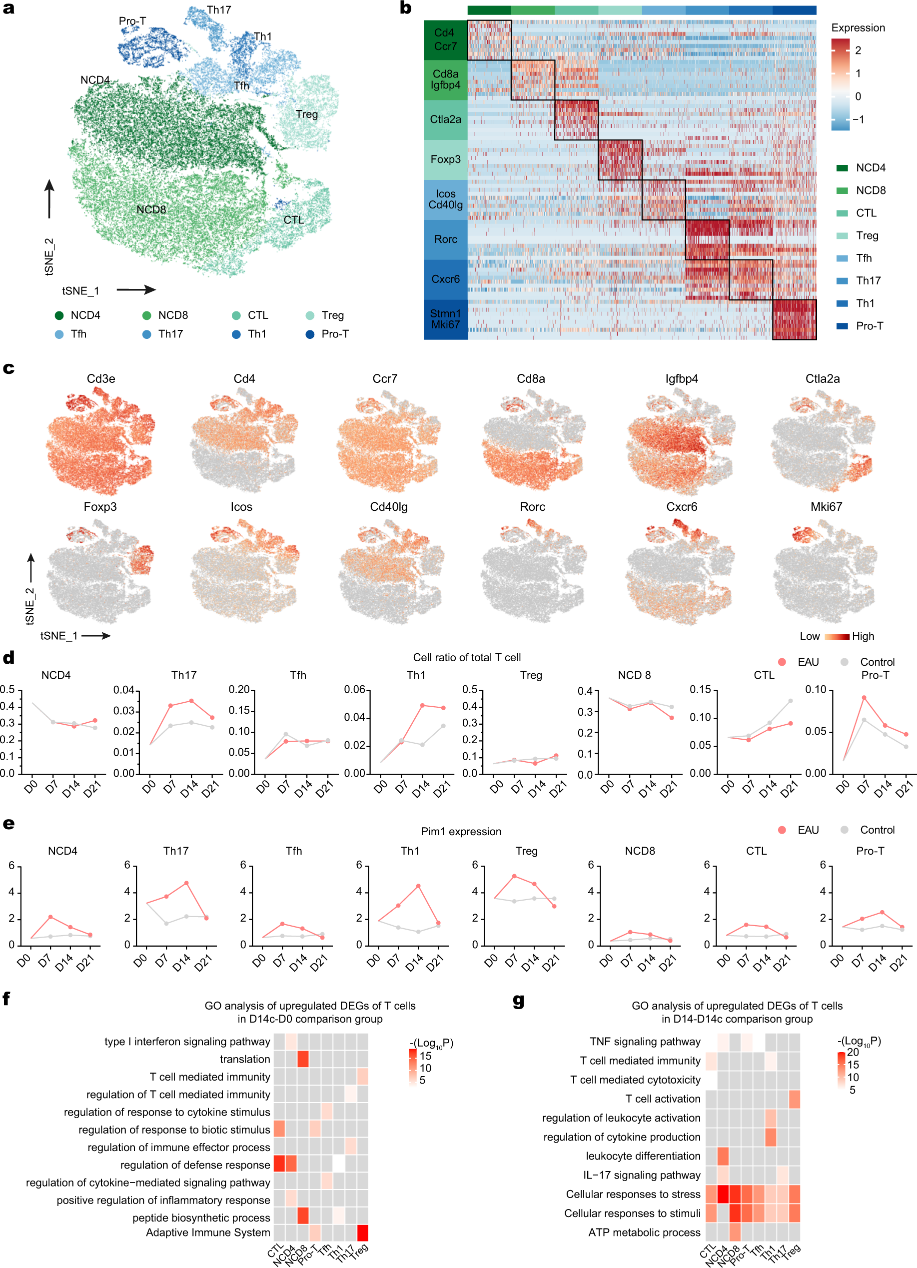 Fig. 2: scRNA-seq analysis of the dynamic changes in T cell subsets.