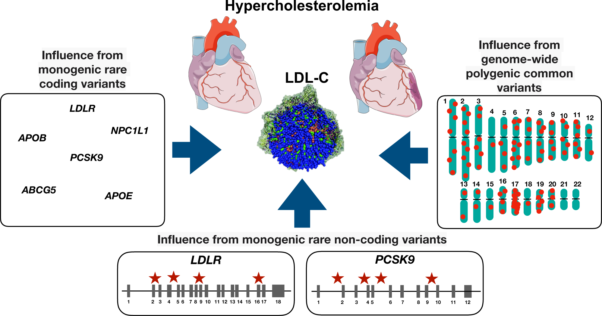 Fig. 5: Influence of common and rare variants with hypercholesterolemia.