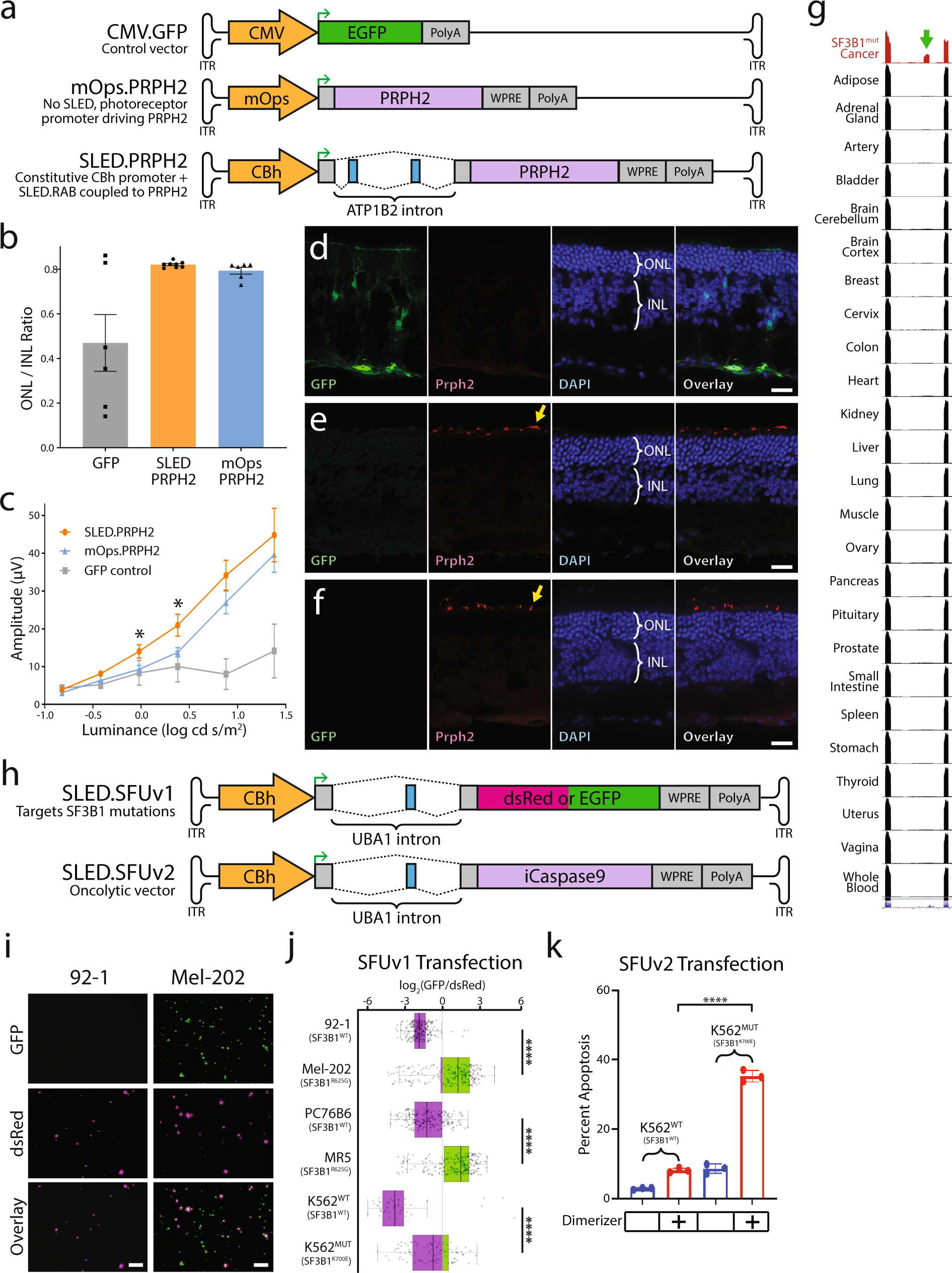 Fig. 4: Adapting SLED vectors for translational studies.