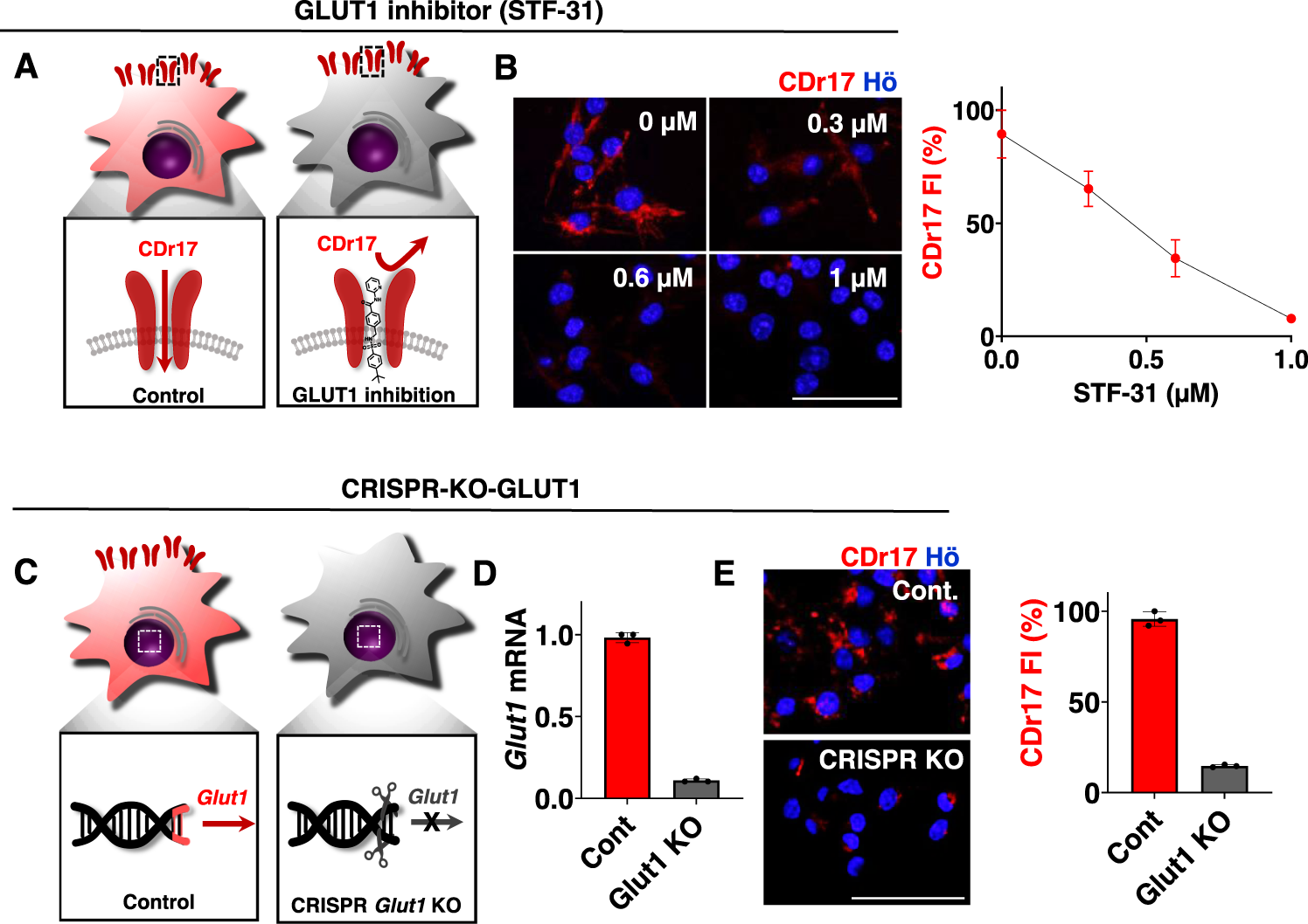 Fig. 3: Target validation of CDr17.