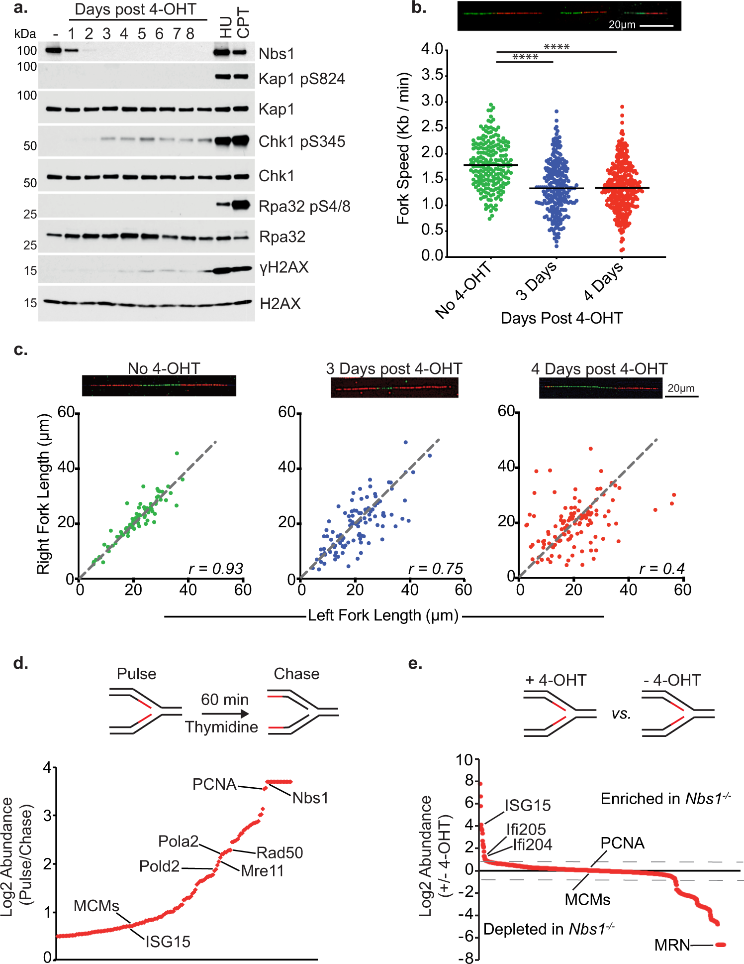Fig. 1: Deletion of Nbs1 Impacts DNA Replication.