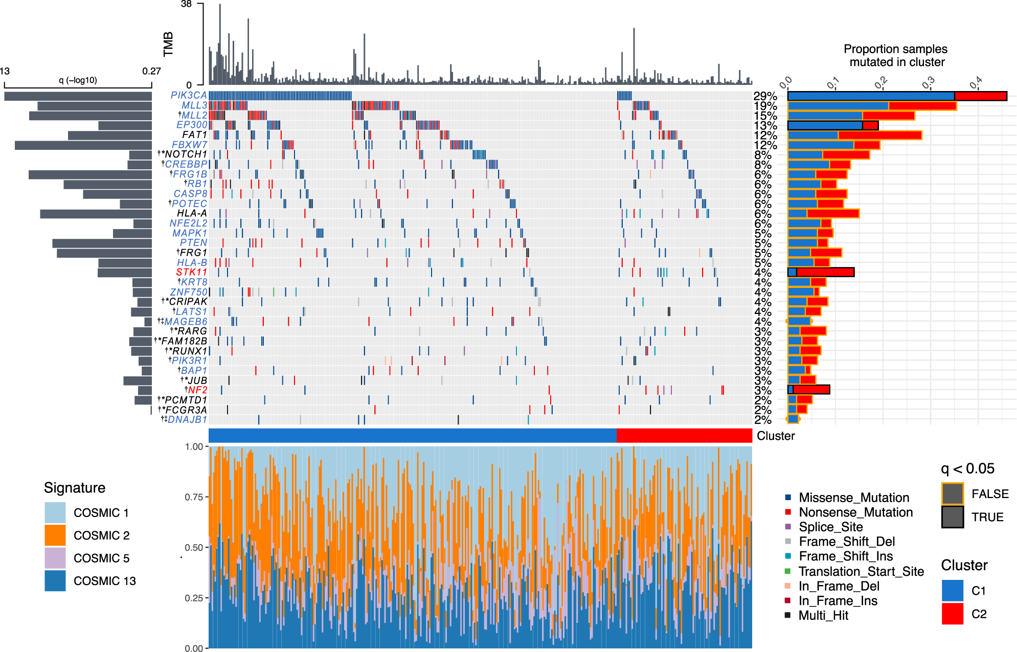 Fig. 4: Genomic summary of significantly mutated genes (SMGs) in SCC cohorts.