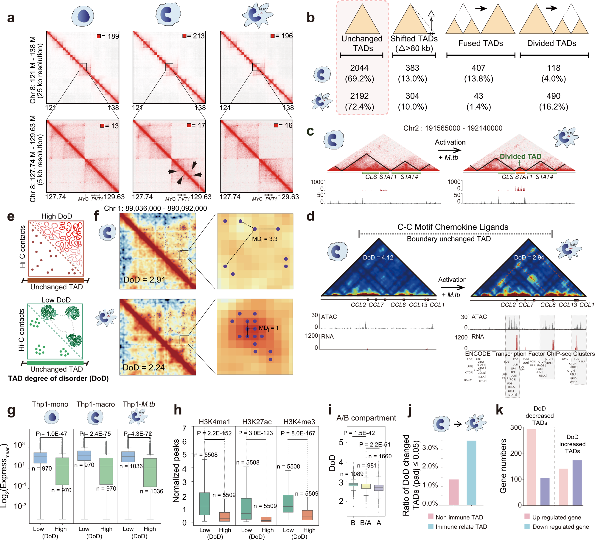 Fig. 2: DoD (degree of disorder) of innate immune-related TADs during differentiation and activation.