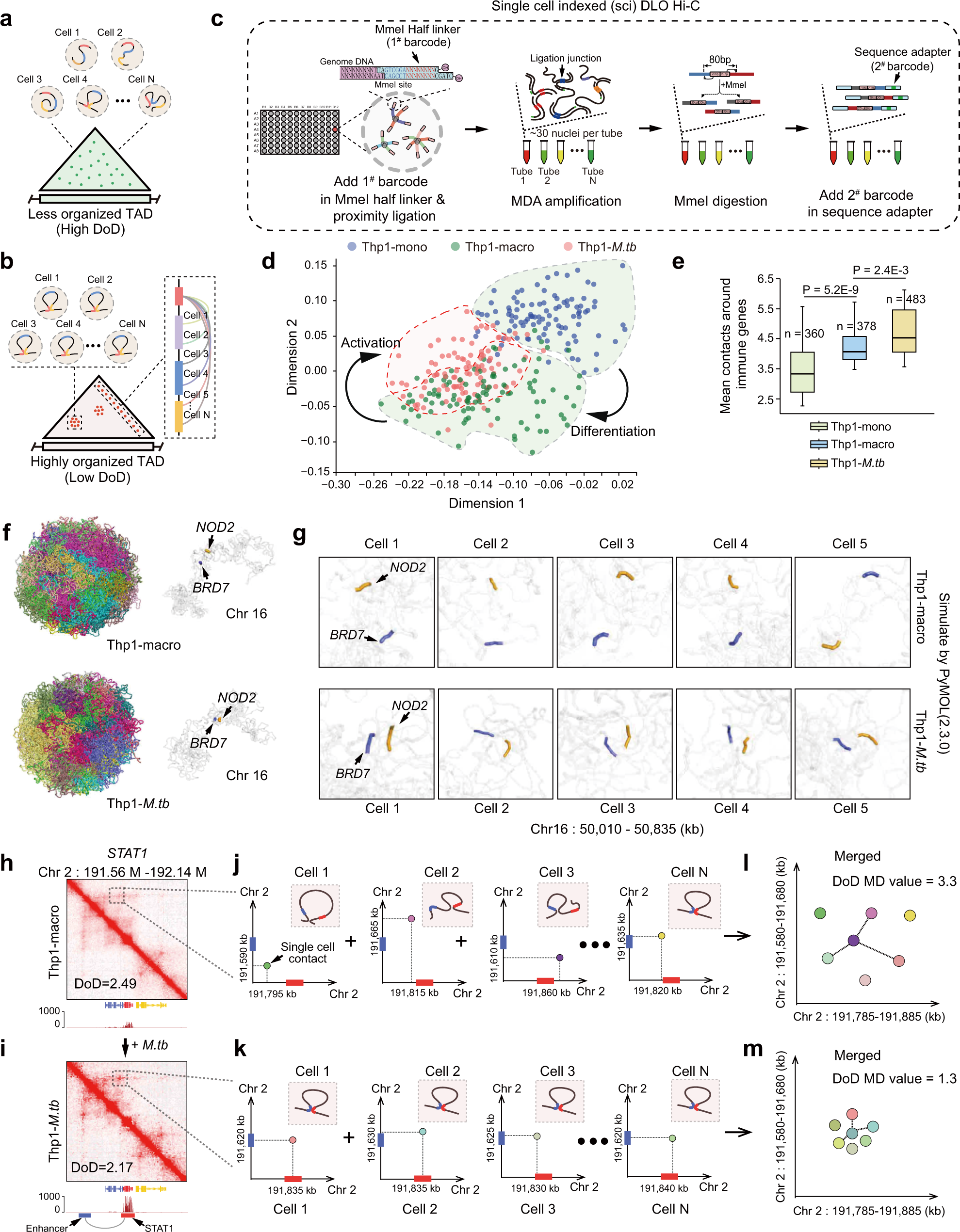 Fig. 3: Evaluating the order and stochasticity of single-cell chromatin folding in low degree of disorder (DoD) region.