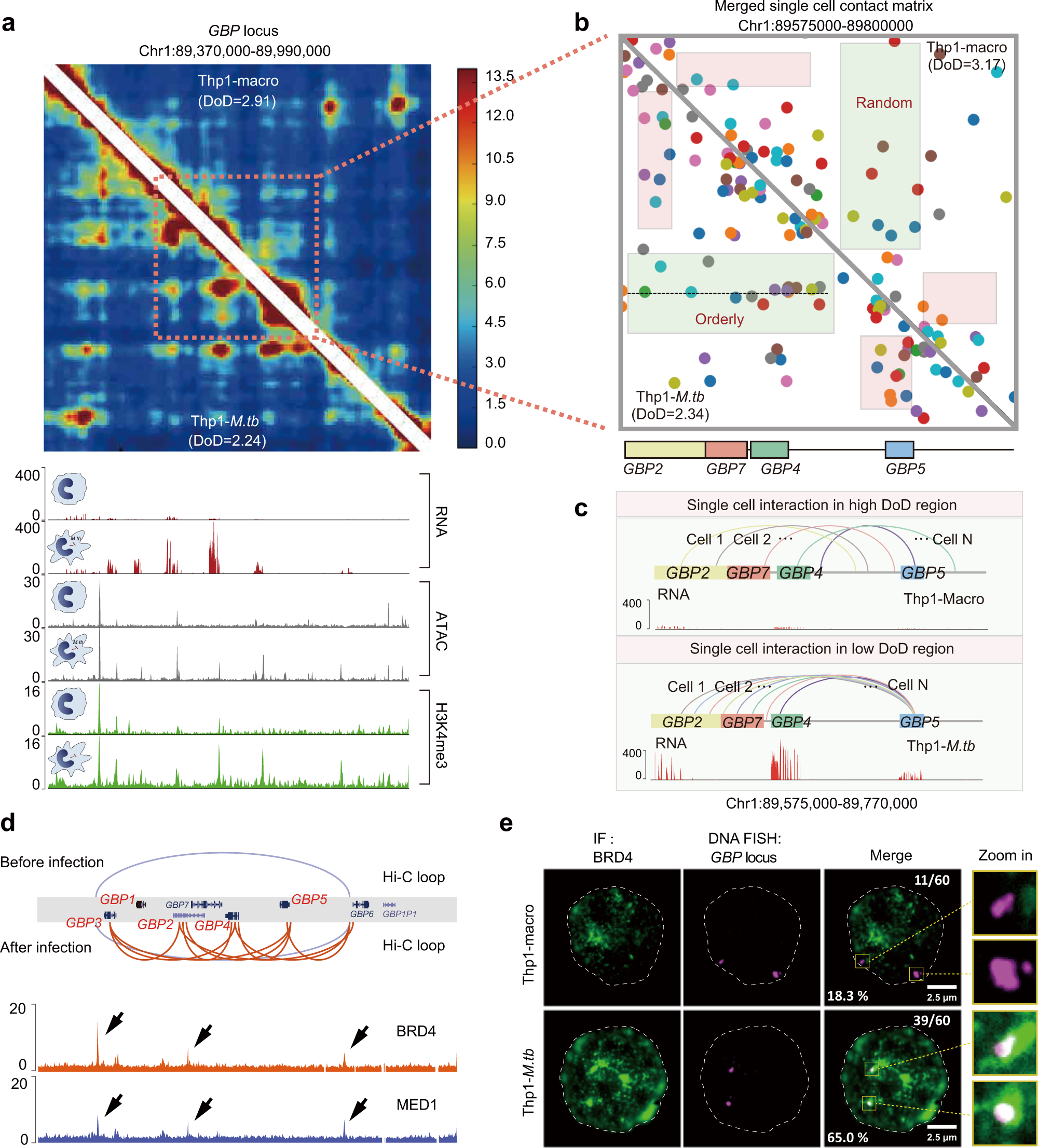 Fig. 4: Remodeling of the chromatin configuration of guanylate-binding protein (GBP) gene clusters.