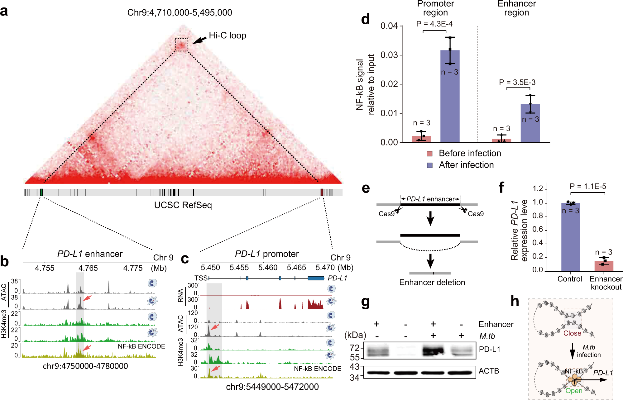 Fig. 6: Functional identification of PD-L1 enhancer.
