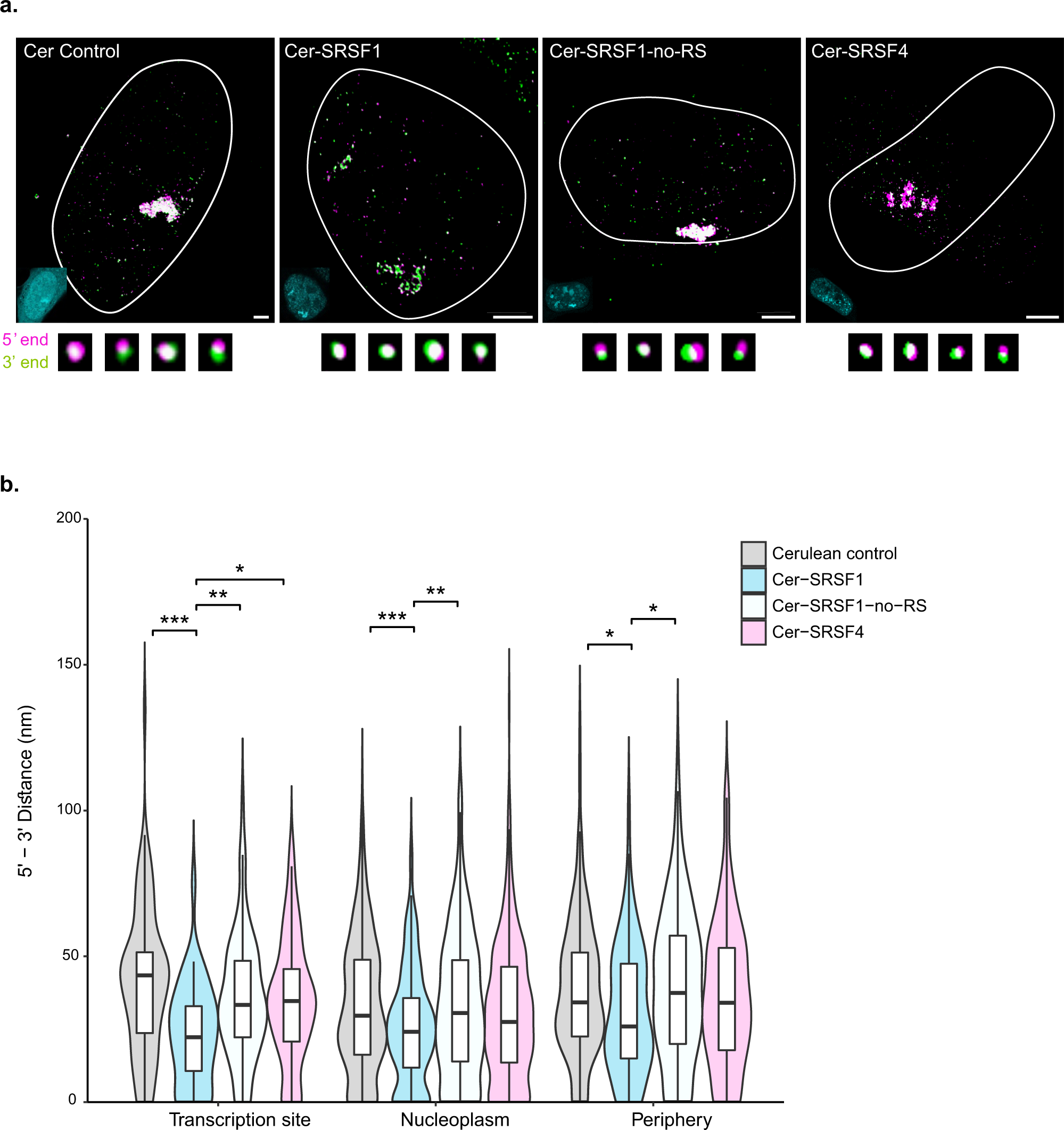 Fig. 2: The effects of SR overexpression on mRNA compaction.
