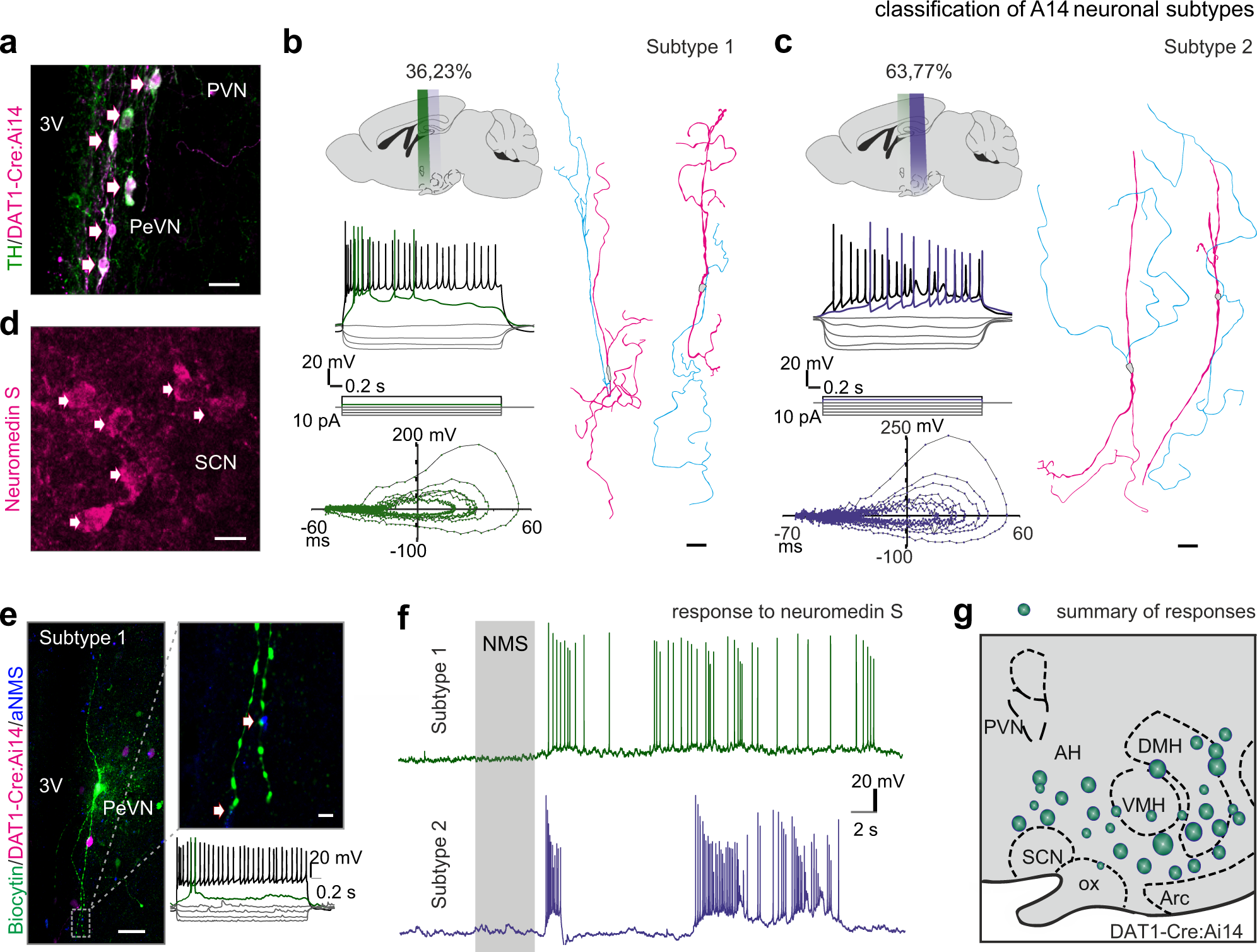 A hypothalamic dopamine locus for psychostimulant-induced hyperlocomotion  in mice | Nature Communications