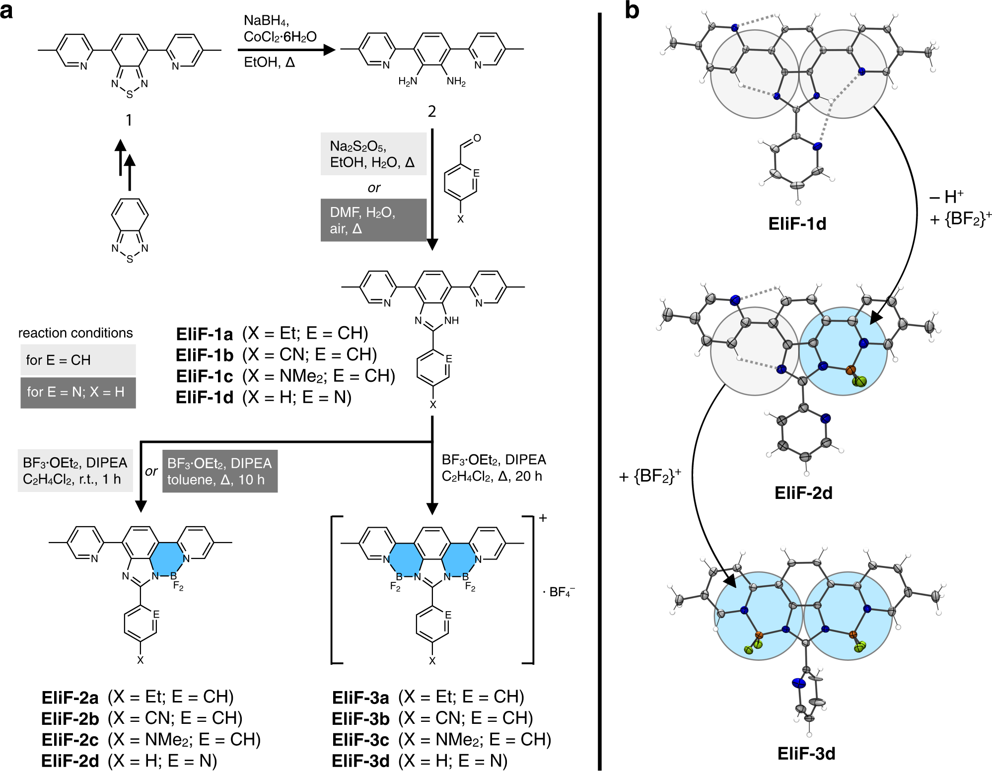 Fig. 2: Modular construction of EliF molecules.