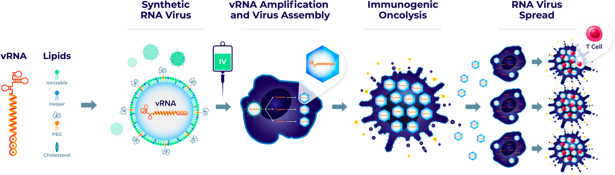 Fig. 1: Schematic illustration of the mechanism of action of Synthetic RNA virus.