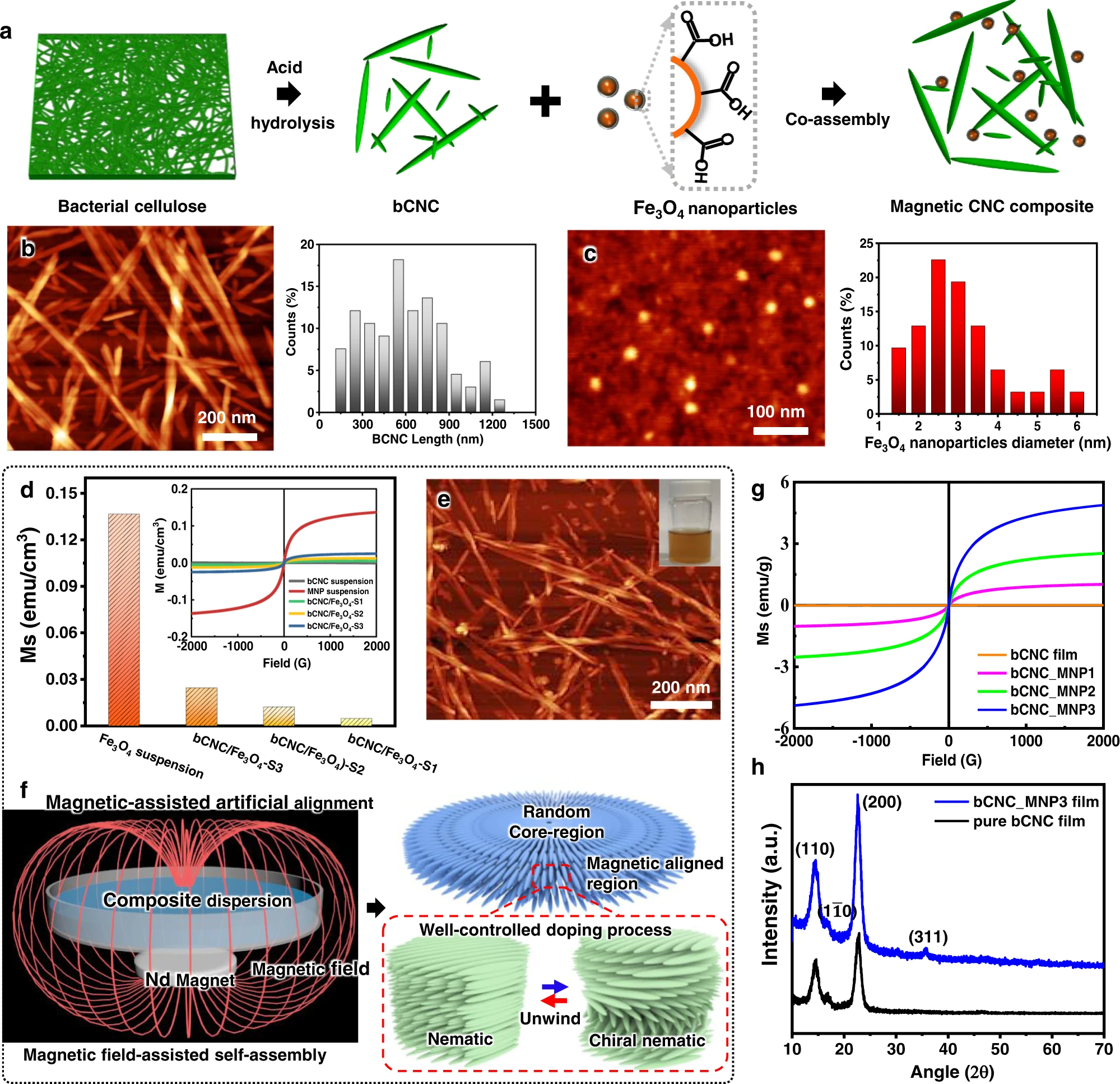 MikroMasch XSC11/Al BS AFM probes support the investigation of flexible magnetic films derived from bacterial nanocellulose - news