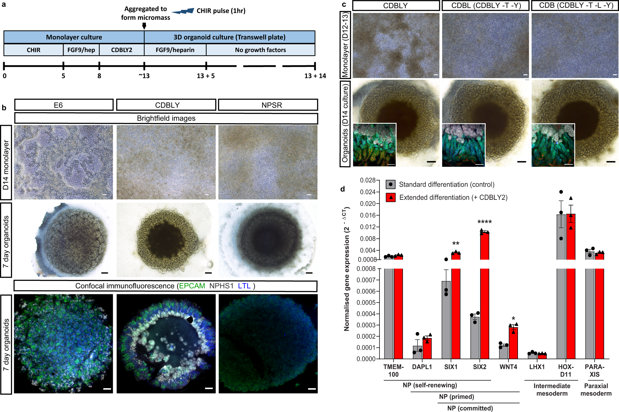Enhanced metanephric specification to functional proximal tubule enables  toxicity screening and infectious disease modelling in kidney organoids |  Nature Communications