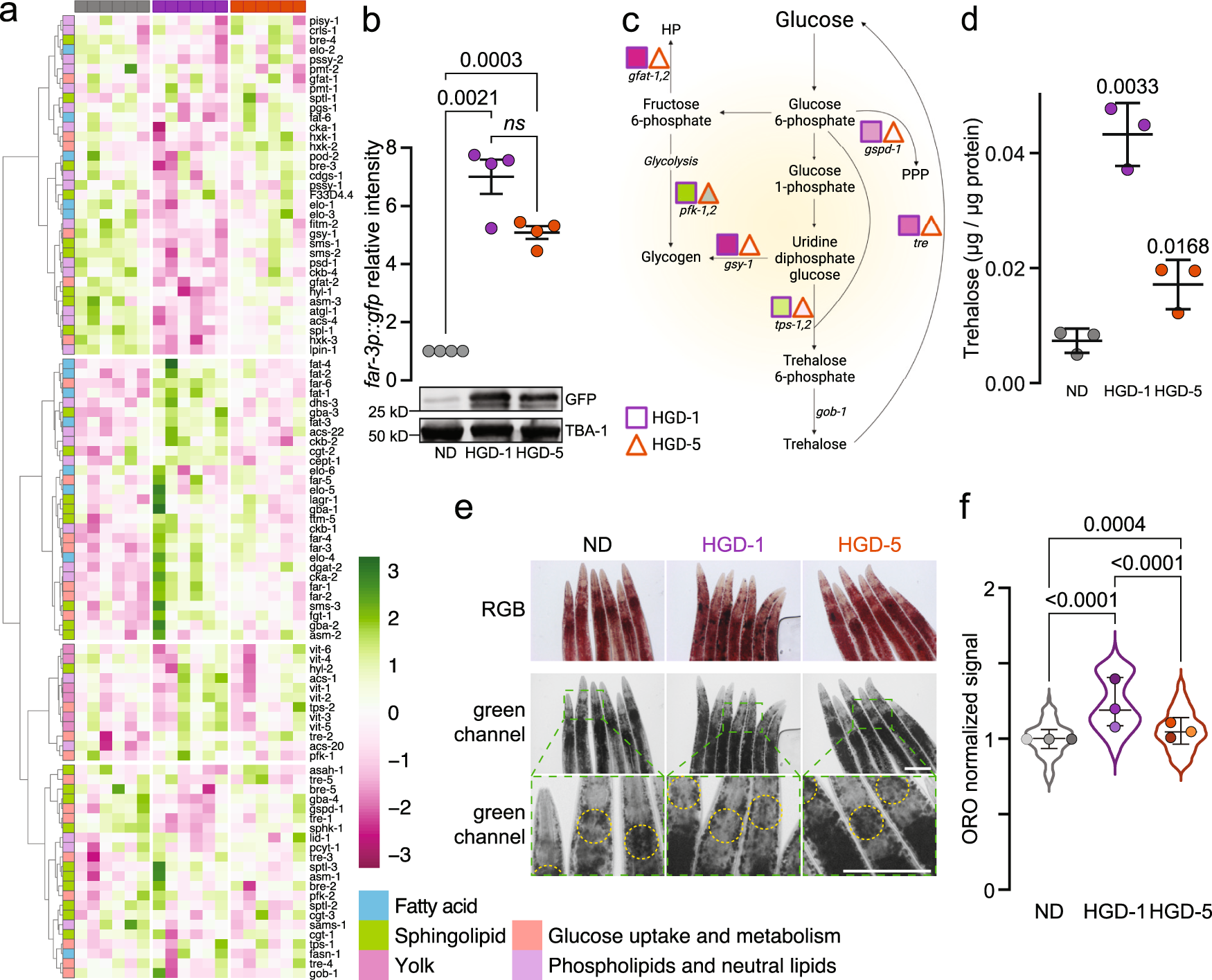 Fig. 3: The metabolic landscape is differently modified in young and aged animals fed HGD.
