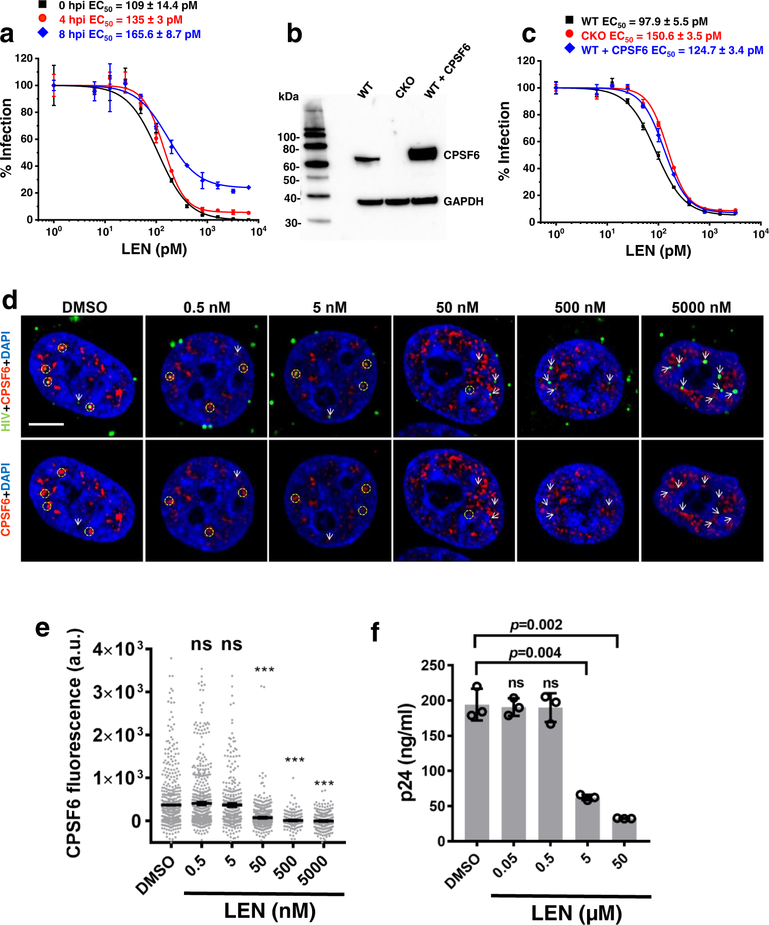 Fig. 9: Interplay between LEN, CPSF6 and HIV-1.