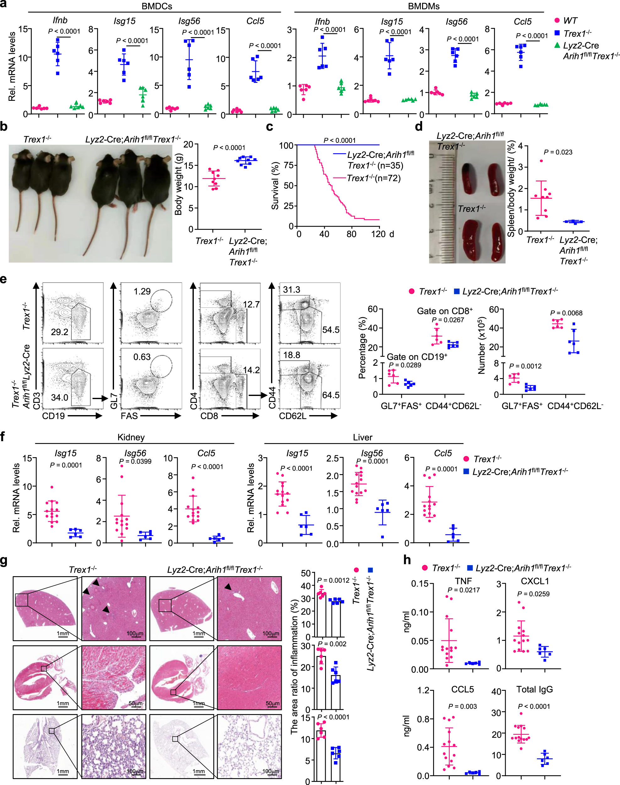 Fig. 5: Myeloid deletion of ARIH1 rescues Trex1−/− mice from autoimmune lethality.