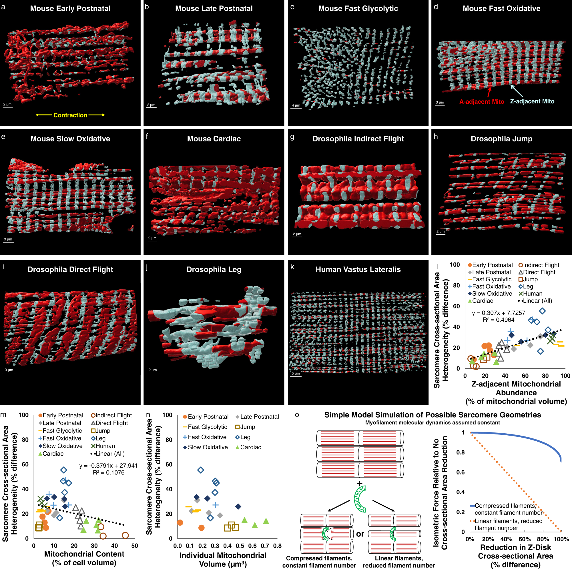 Fig. 2: Magnitude of intrasarcomere cross-sectional area heterogeneity is related to mitochondrial location.