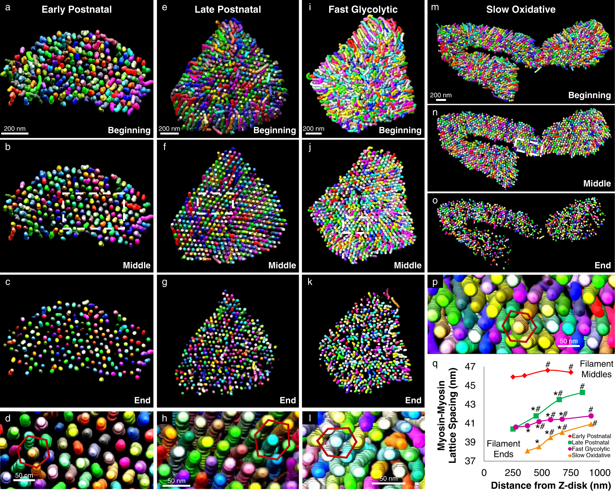 Fig. 4: Myosin lattice spacing intrasarcomere heterogeneity.