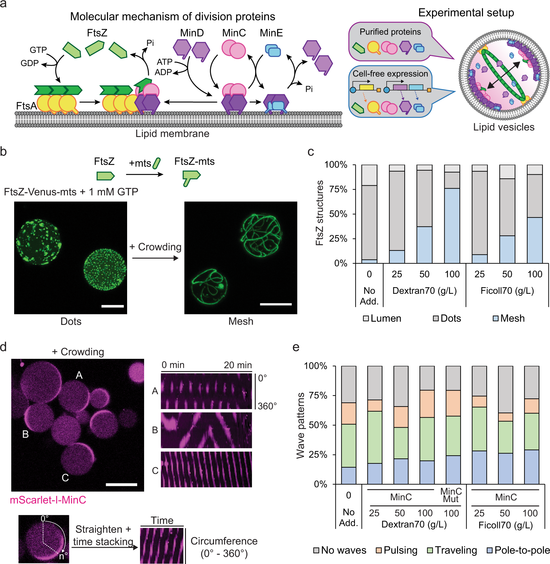 In vitro assembly, positioning and contraction of a division ring in  minimal cells | Nature Communications