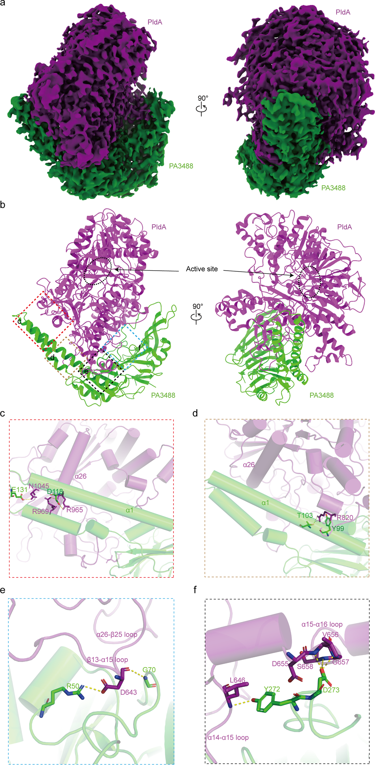 Fig. 4: Cryo-EM structure of PldA–PA3488 complex.