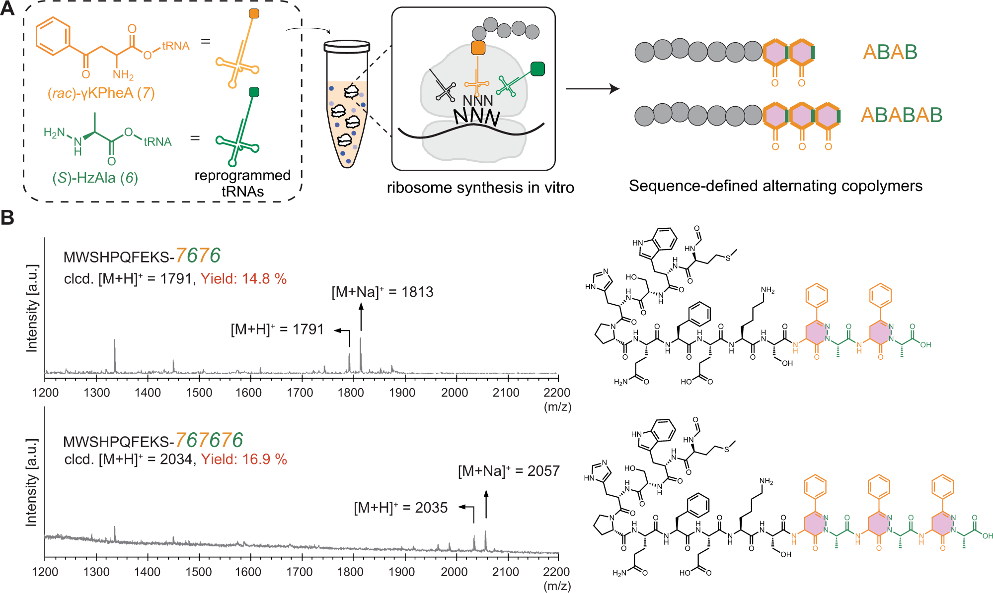 Fig. 4: Ribosomal synthesis of alternating copolymers with a pyridazinone backbone.