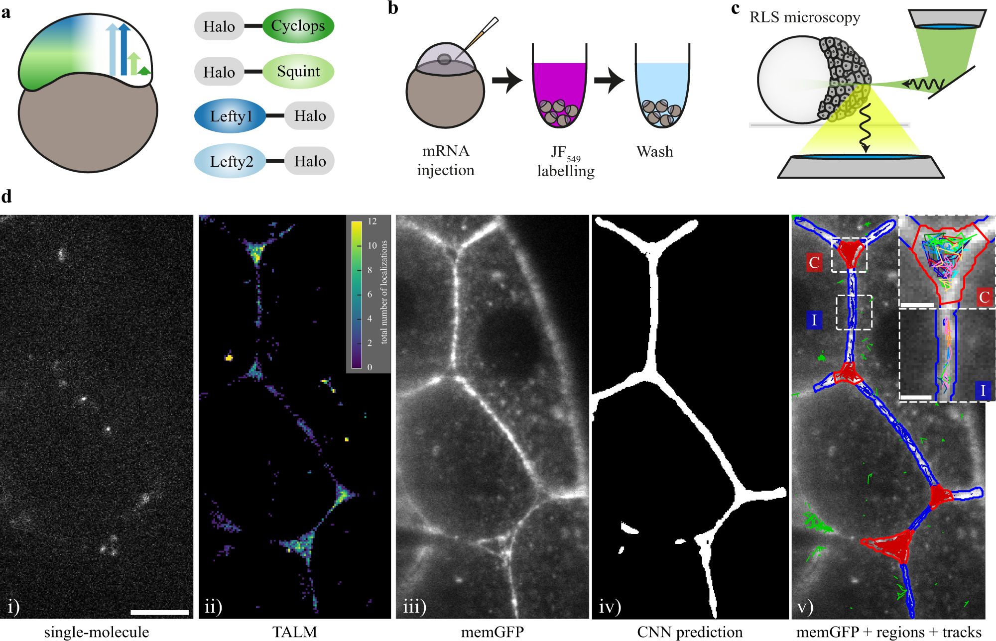 Single-molecule tracking of Nodal and Lefty in live zebrafish embryos  supports hindered diffusion model | Nature Communications