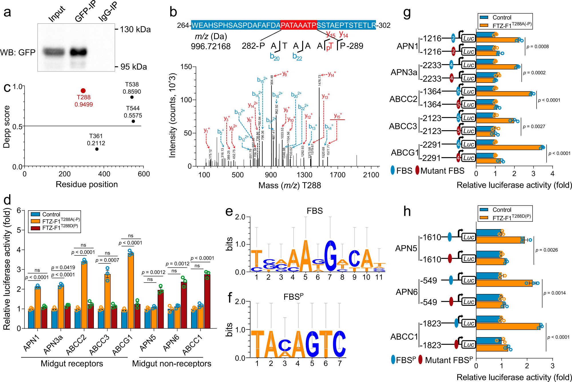 Fig. 3: Identification of the functional phosphorylation sites for FTZ-F1.
