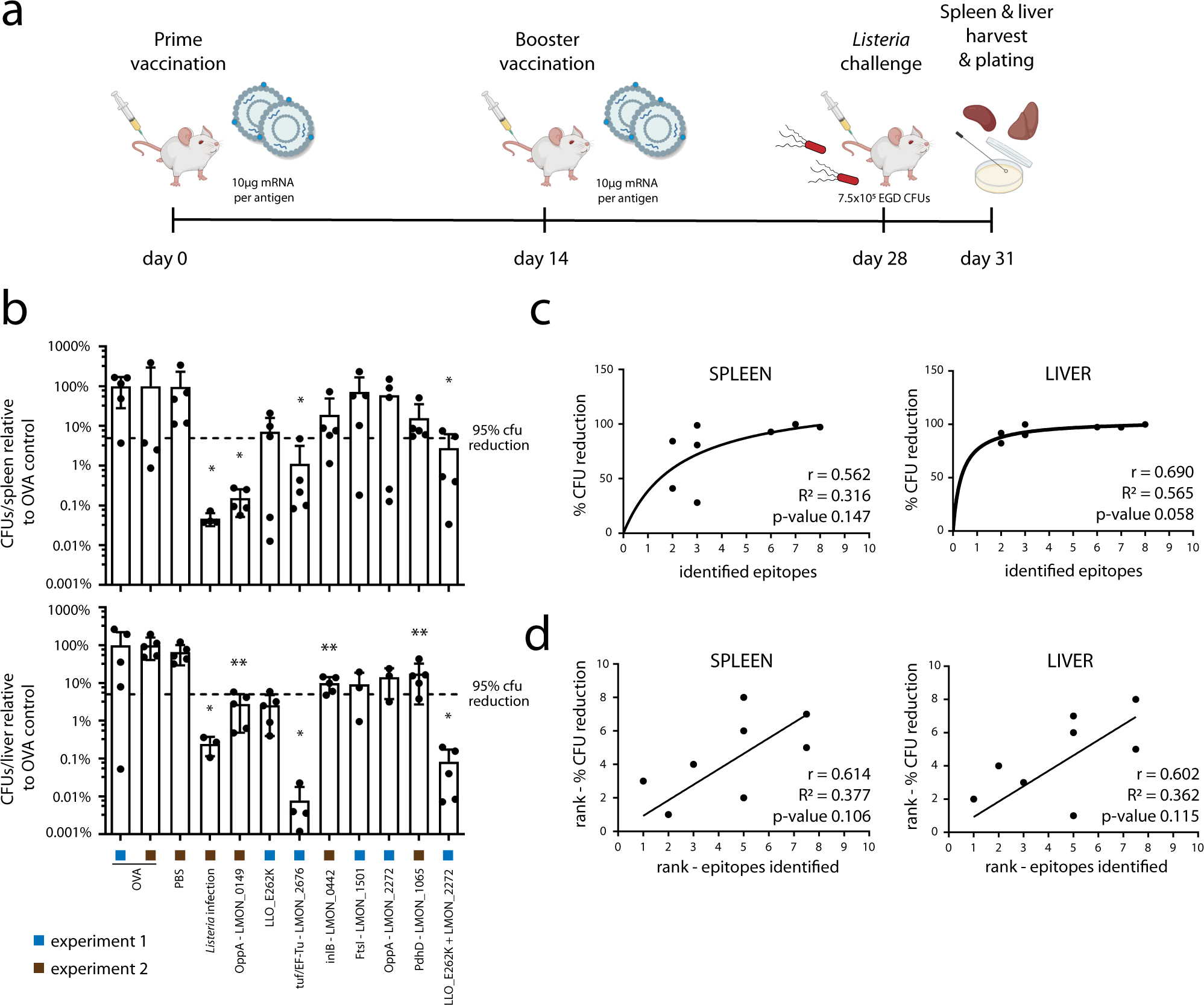 Fig. 4: Highly presented antigens provide protection as mRNA vaccine candidates.