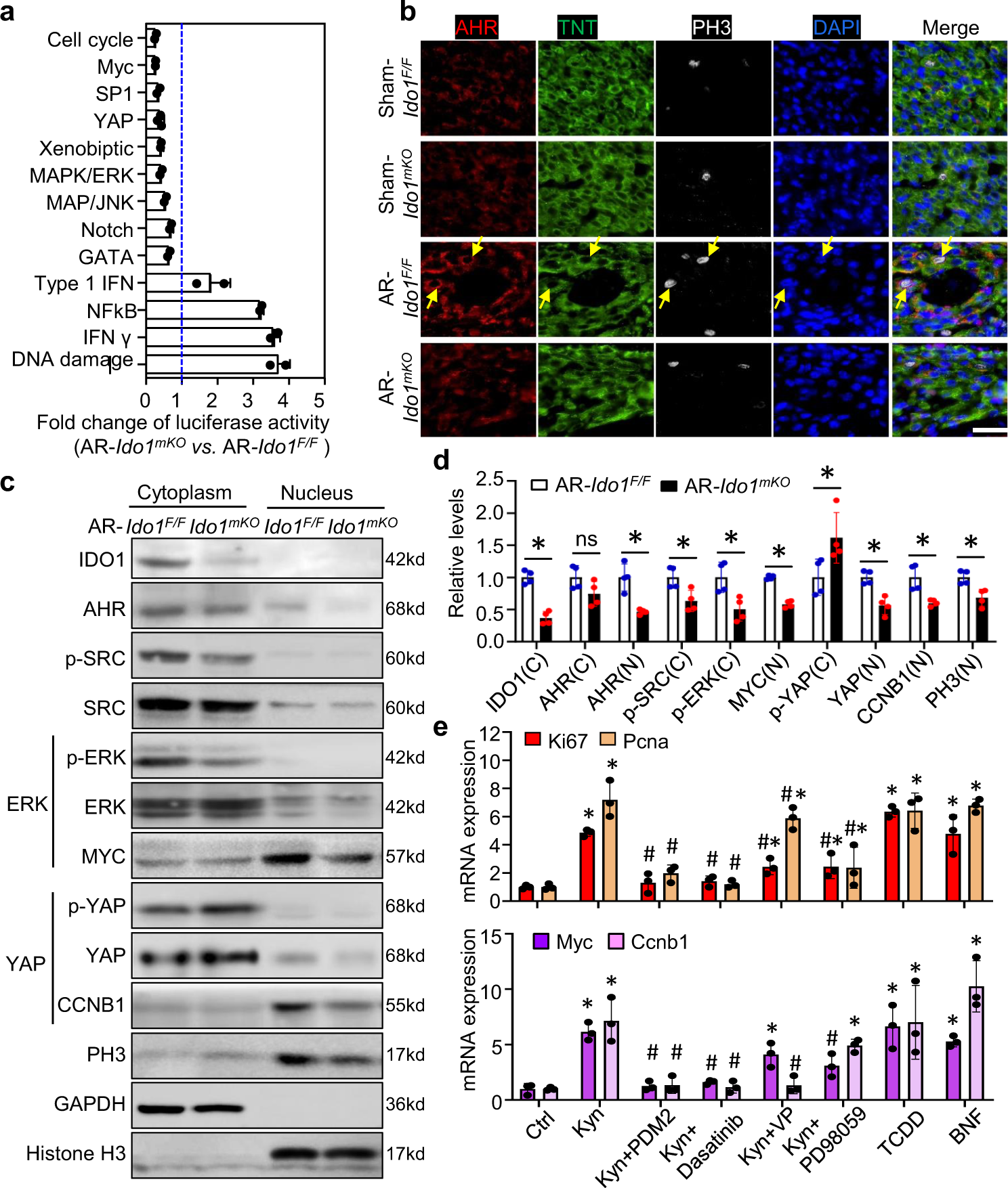 Fig. 3: The cytoplasmic IDO1-Kyn-AHR-YAP/ERK pathway promotes cardiomyocyte (CM) proliferation.