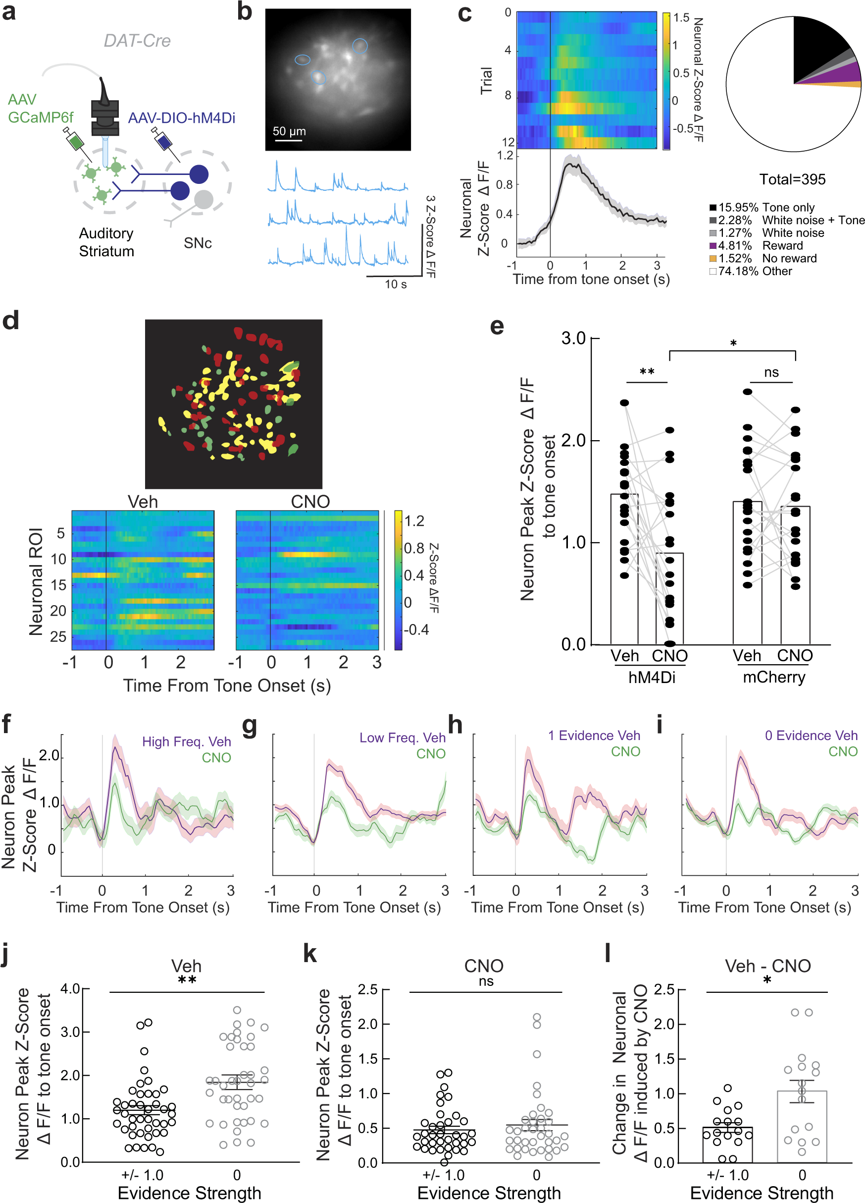 Fig. 2: Silencing of the SNc impairs striatal tone responses during auditory discrimination.