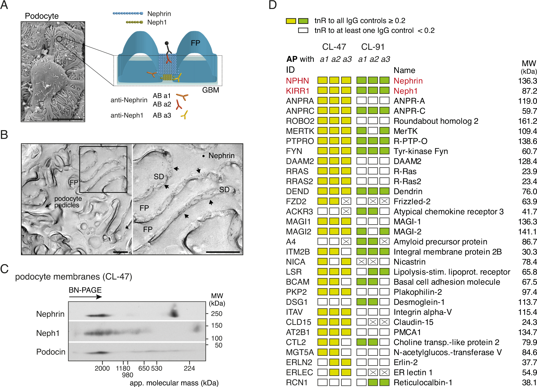Fig. 1: Subcellular localization and interactome of Nephrin and Neph1 in renal podocytes.