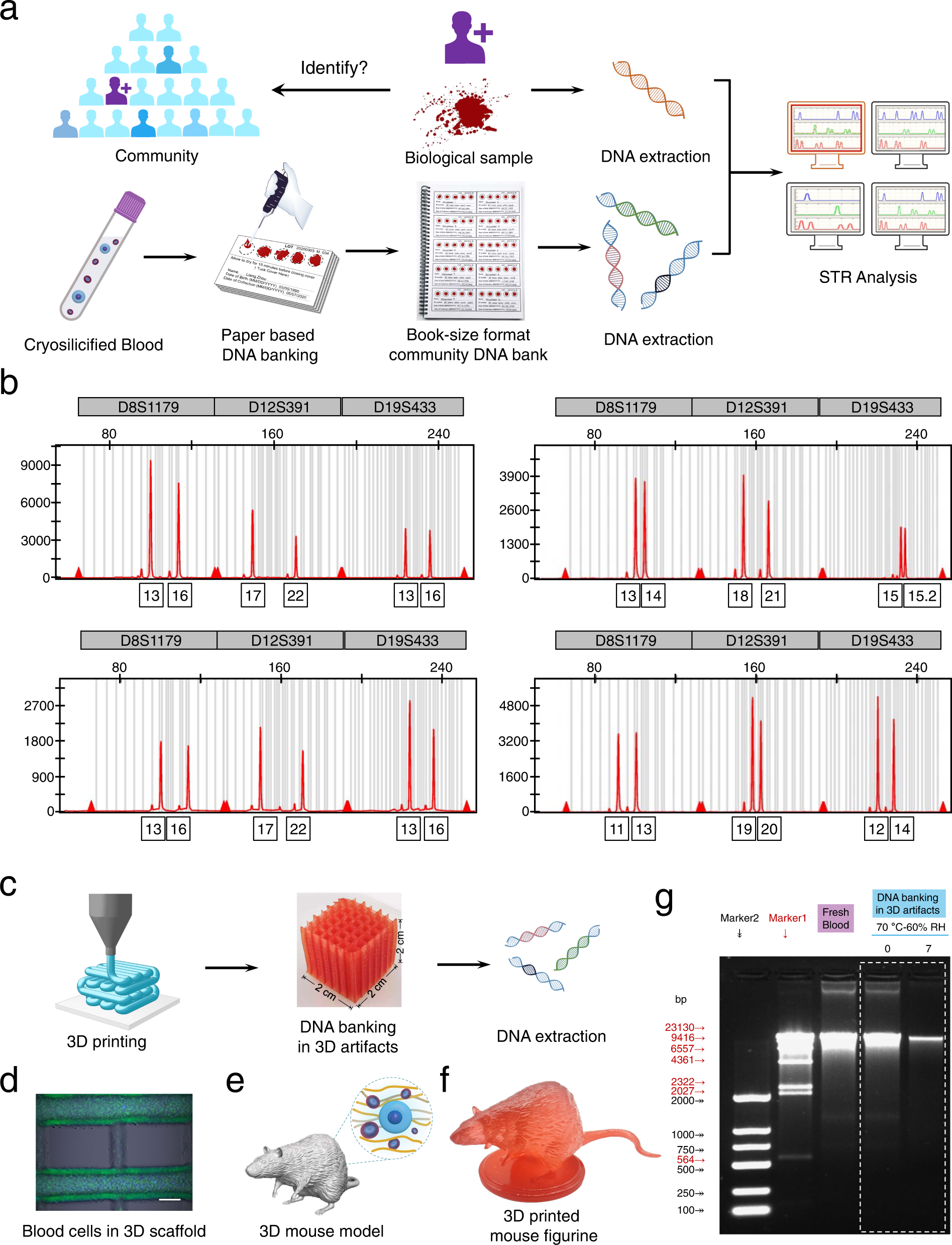 Fig. 6: Construction of whole blood DNA banking with paper-based cards or 3D-printed artifacts.