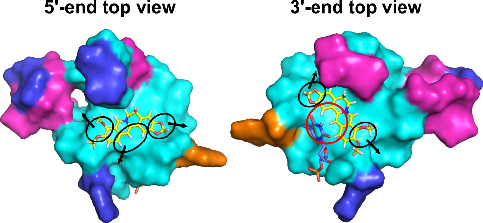 Fig. 8: Suggested modifications of berberine enabling additional interaction with the KRAS-G4.