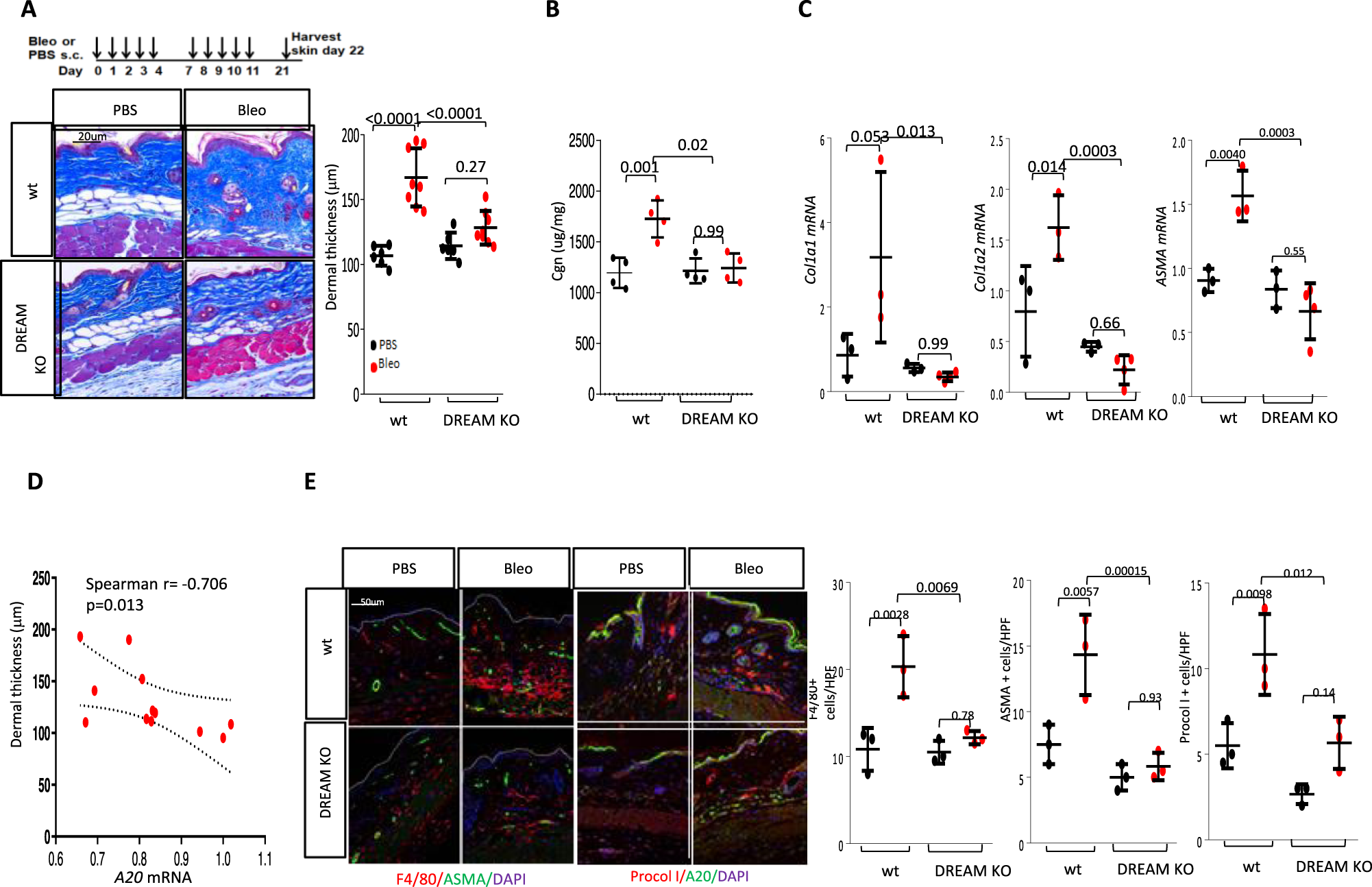 Fig. 6: Dream-/- mice showed attenuated skin fibrosis.