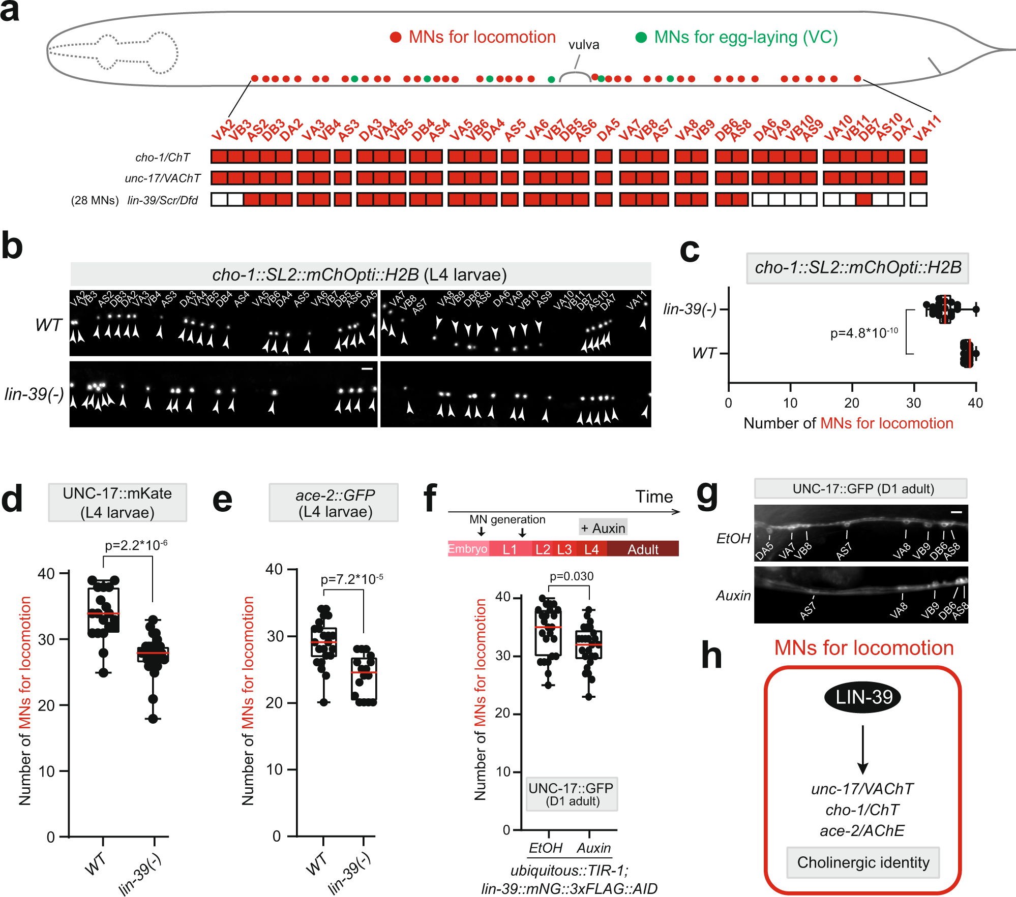Fig. 2: The Hox gene lin-39 (Scr/Dfd/Hox4-5) controls the cholinergic identity of motor neurons necessary for locomotion.