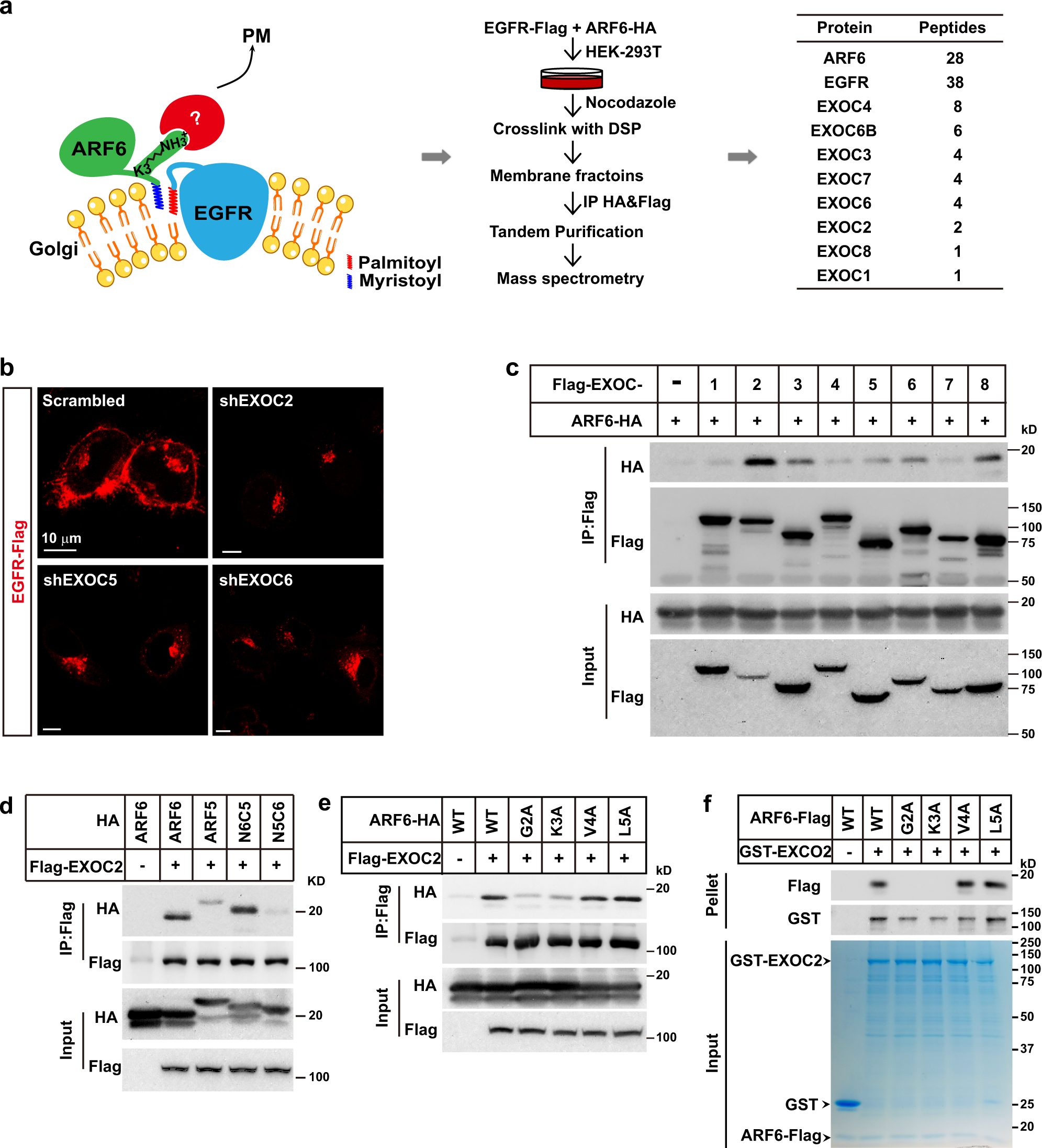 Fig. 4: Lys3 of ARF6 recruits the exocyst complex to facilitate EGFR budding from Golgi.