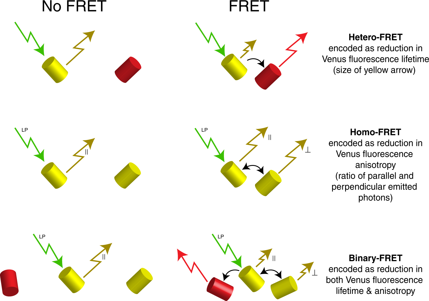 Binary-FRET reveals transient excited-state structure associated with  activity-dependent CaMKII - NR2B binding and adaptation | Nature  Communications