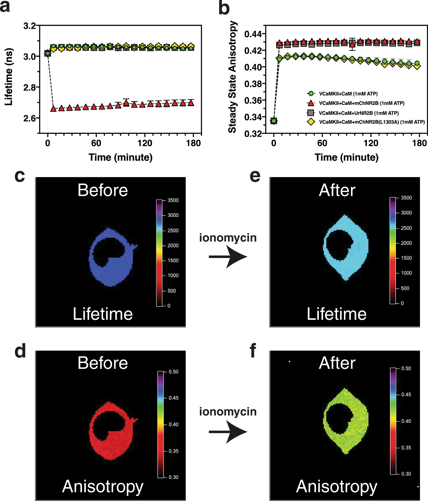 Fig. 3: Time course of binary-FRET of CaMKII activation and NR2B association.