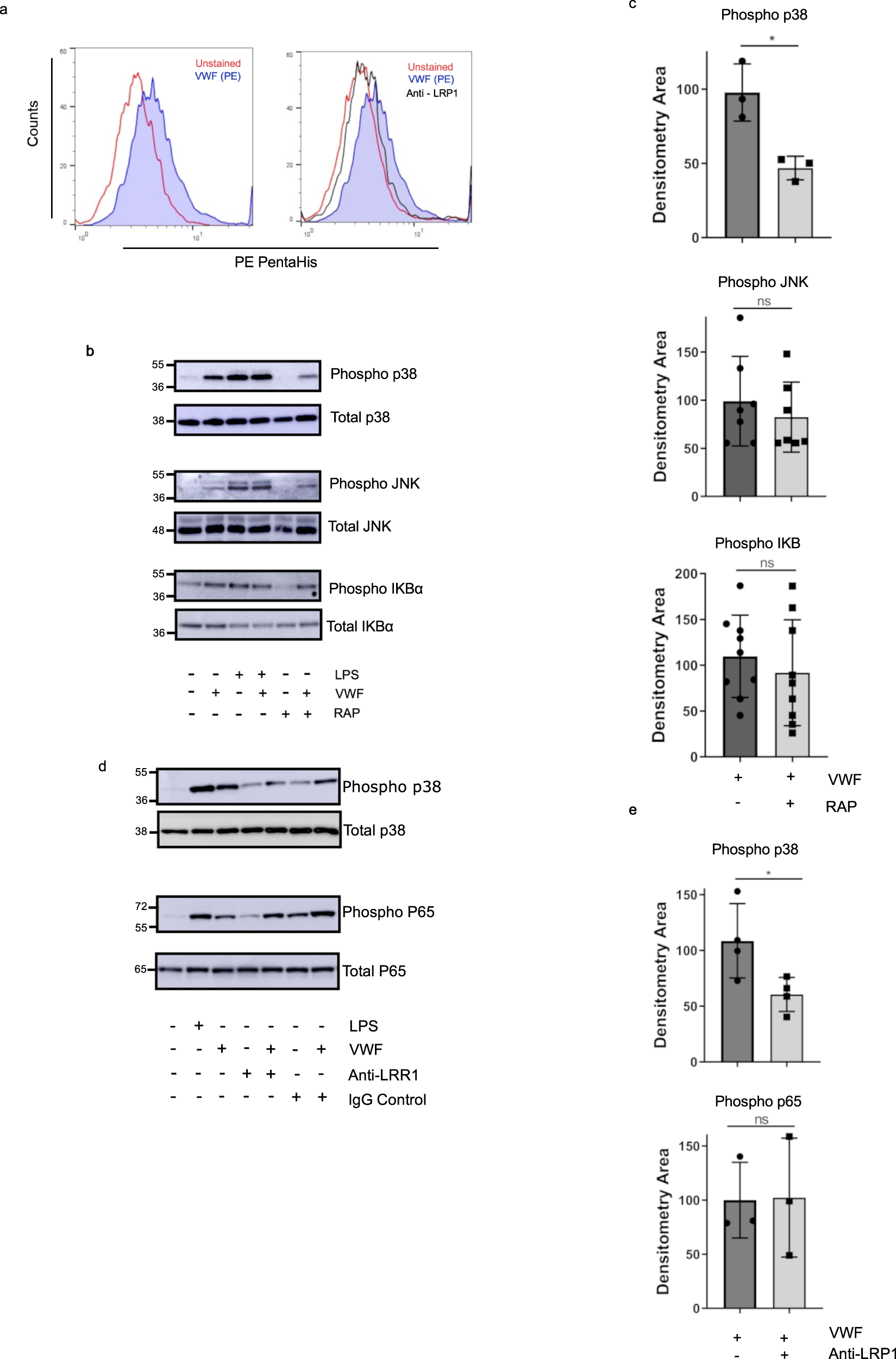 Fig. 7: LRP1 plays a crucial role regulating VWF inflammatory signaling.