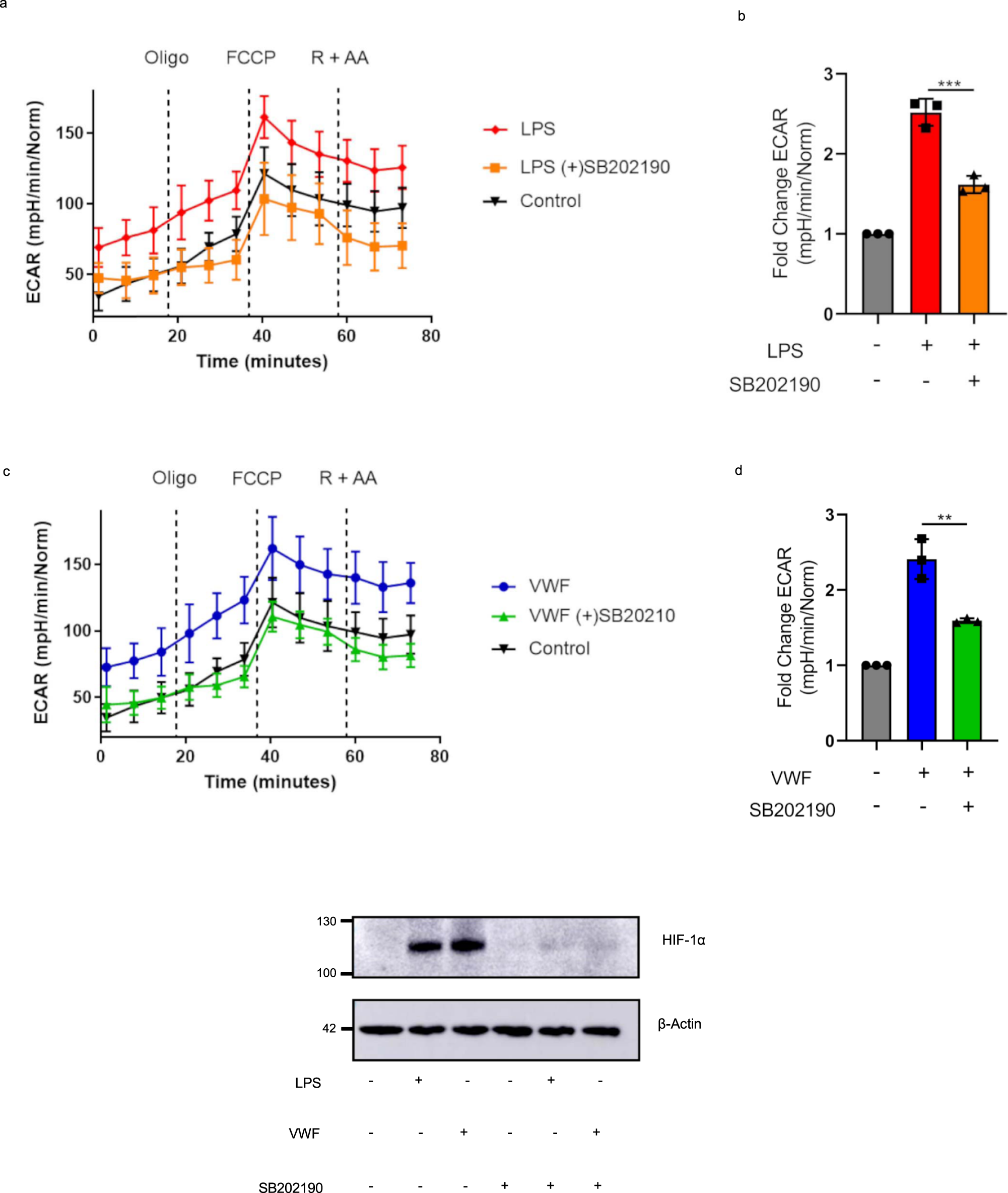 Fig. 8: p38 and HIF-1α triggered enhanced glycolysis produced following VWF stimulation.