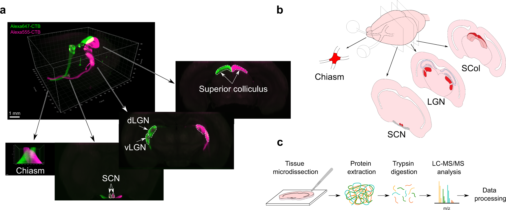 https://media.springernature.com/full/springer-static/image/art%3A10.1038%2Fs41467-022-33799-4/MediaObjects/41467_2022_33799_Fig1_HTML.png