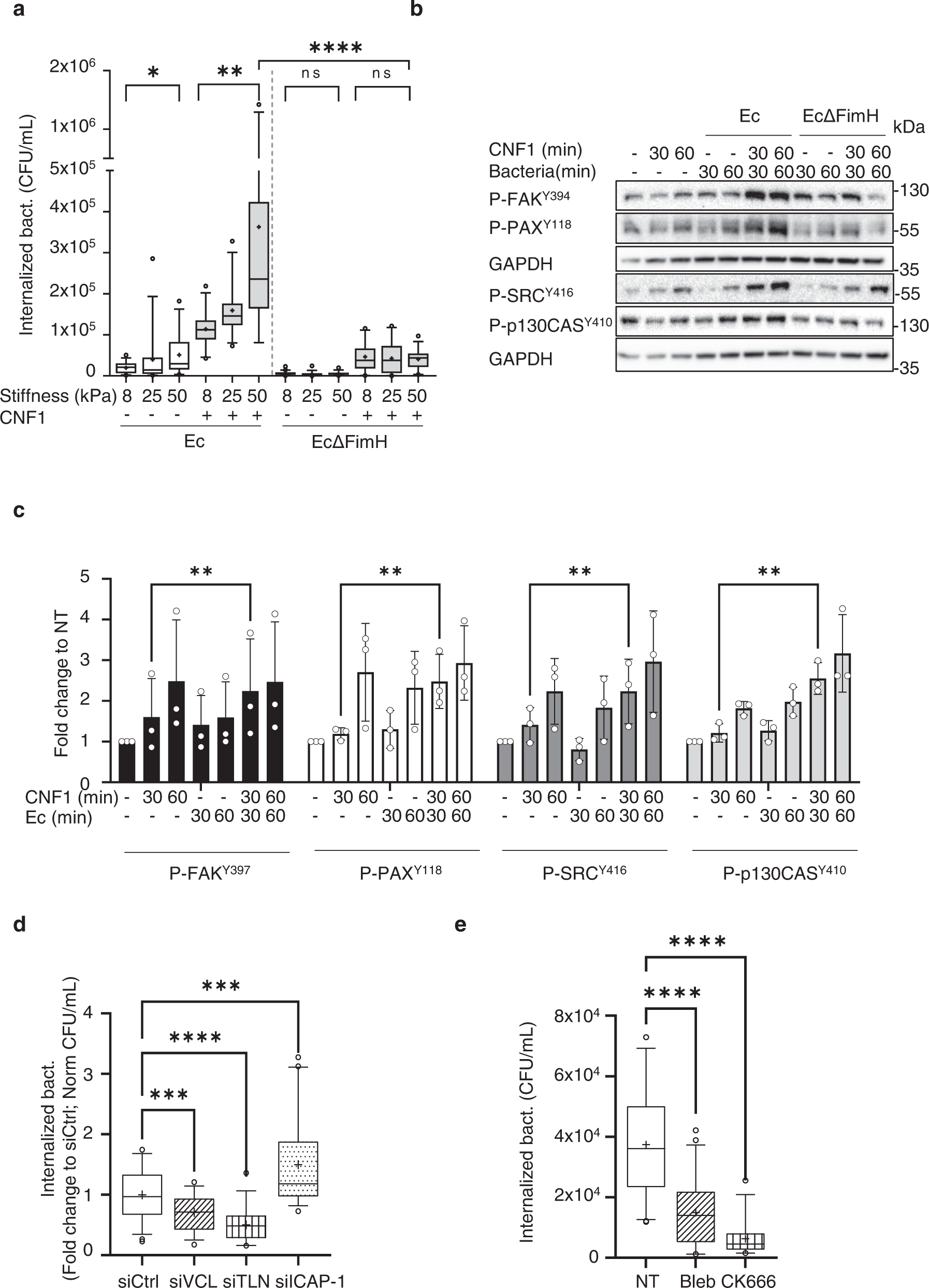Optineurin links Hace1-dependent Rac ubiquitylation to integrin-mediated  mechanotransduction to control bacterial invasion and cell division |  Nature Communications