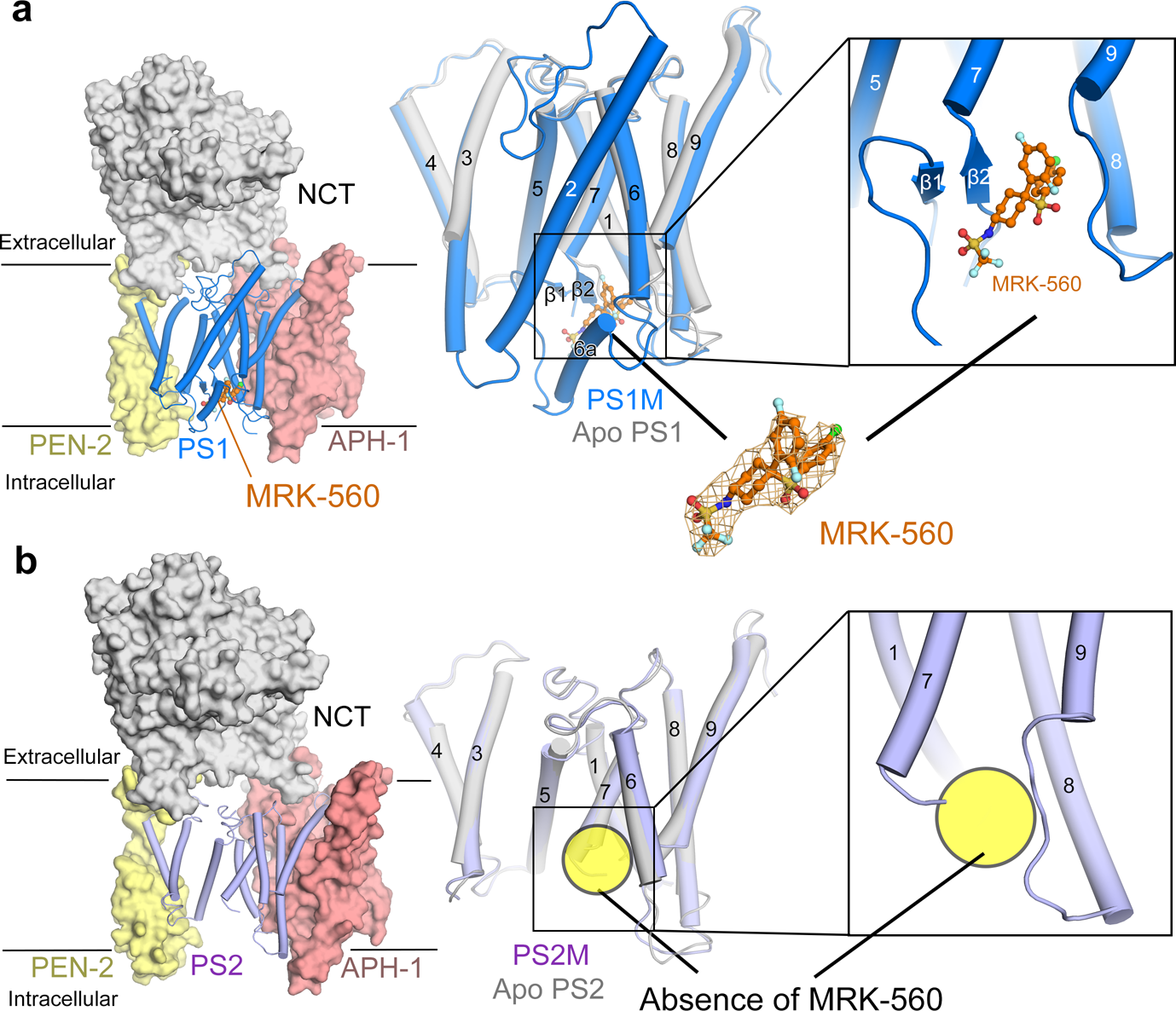 Fig. 2: MRK-560 is observed in the PS1-complex, but not PS2.