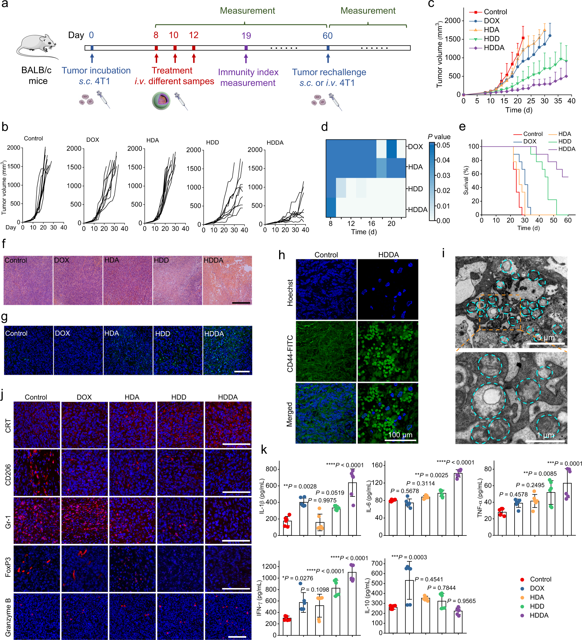 Fig. 5: HDDA NBs display high antitumor therapeutic efficacy and strong intratumoral immunostimulatory effect in the 4T1 tumor model.