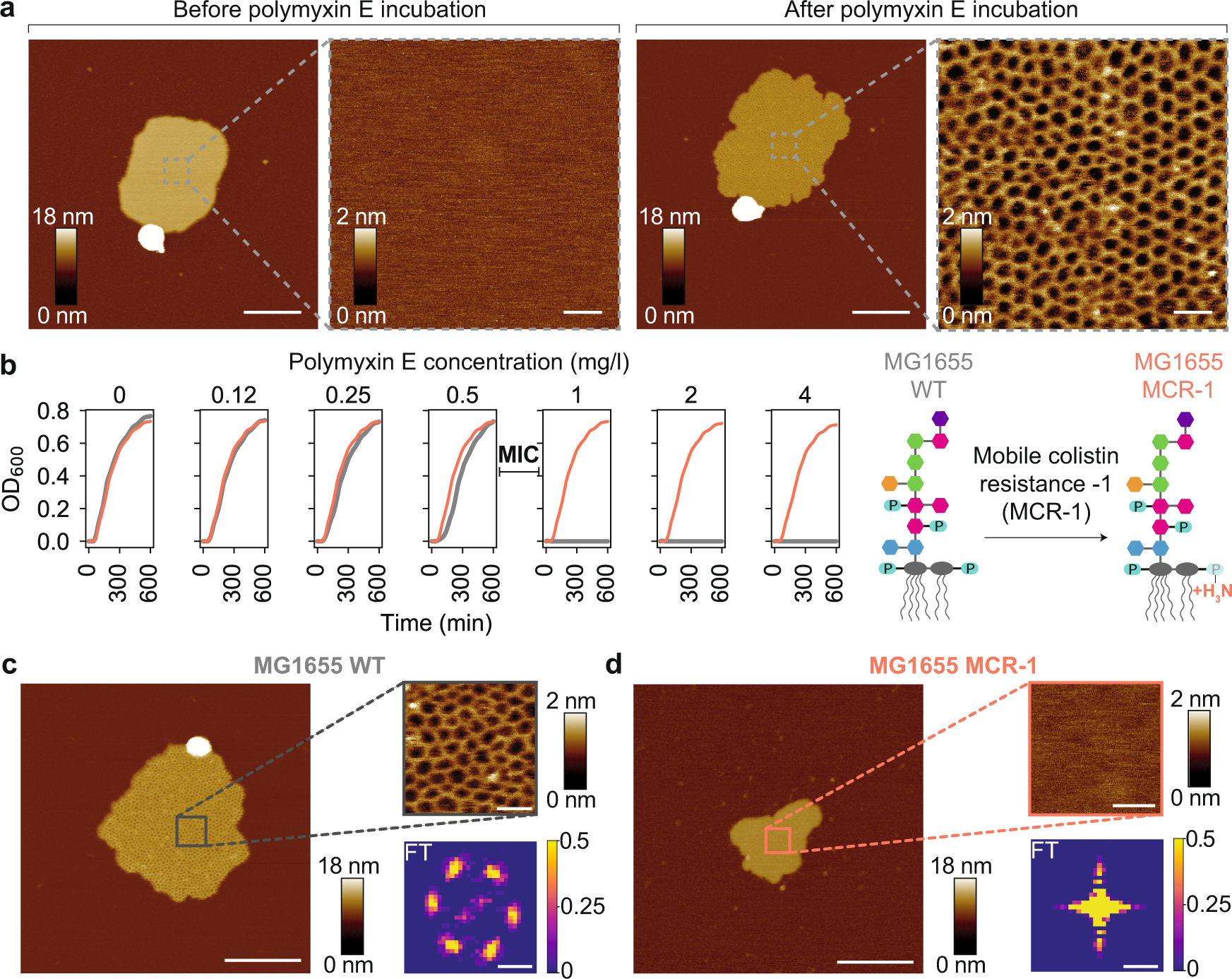 Fig. 1: Polymyxin forms two-dimensional crystalline structures in bacterial outer membranes that correlate with antimicrobial activity.