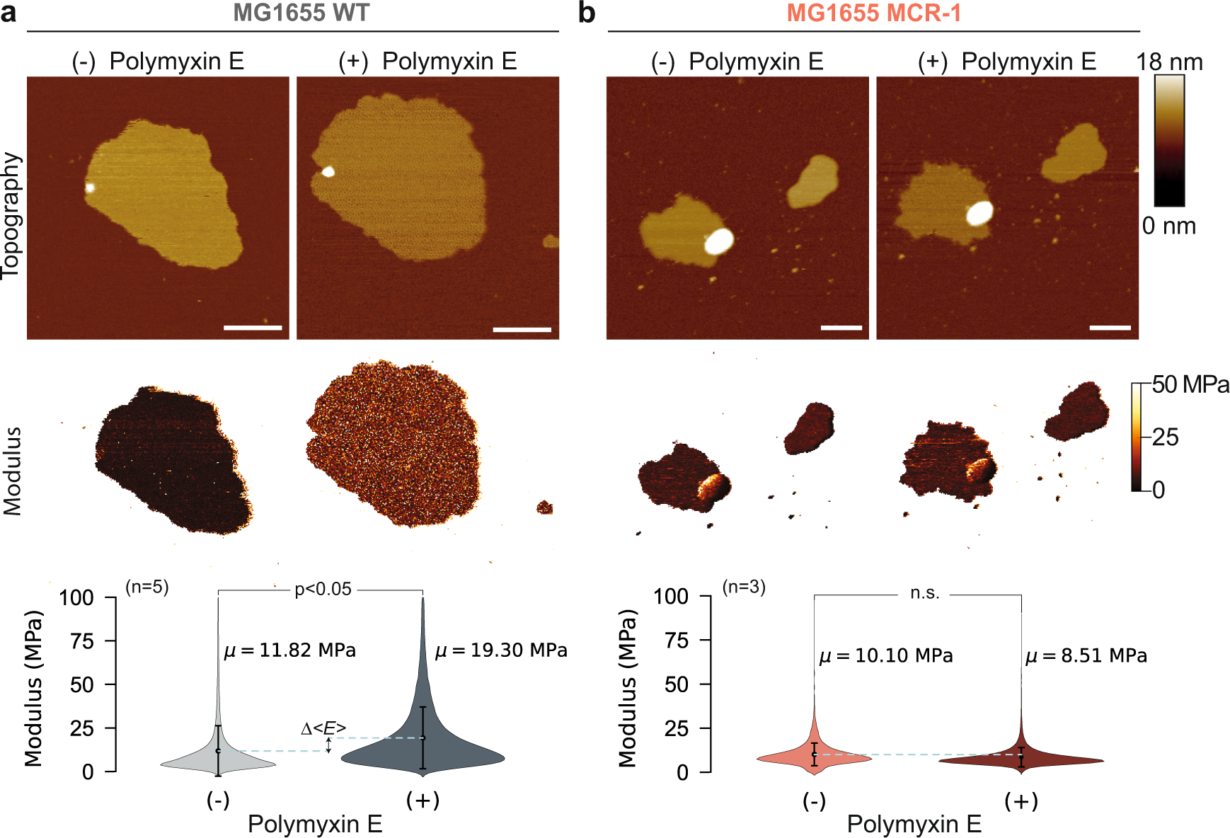Fig. 6: Bacterial membranes of E. coli MG1655 strain stiffen mechanically upon polymyxin incubation.
