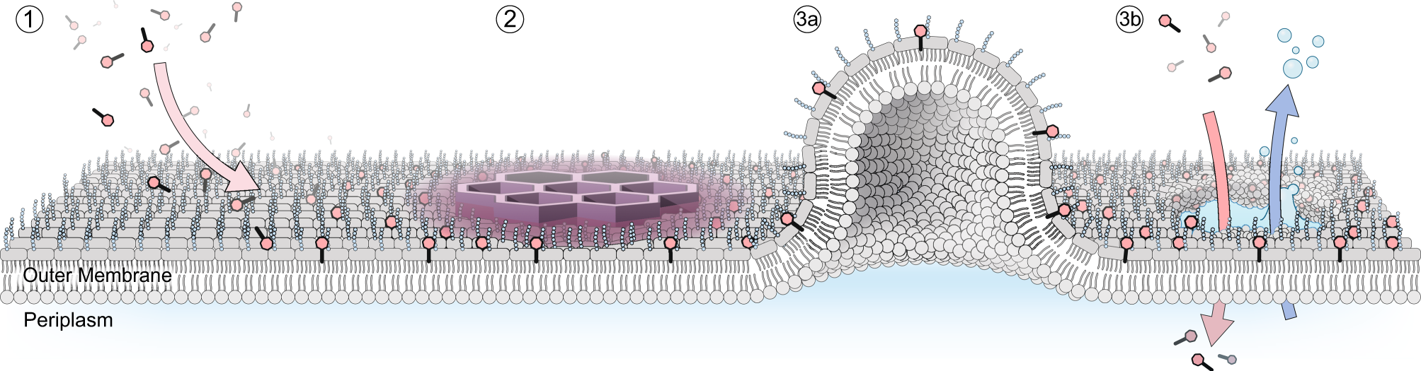 Fig. 7: Model of the mechanism of action of polymyxins.